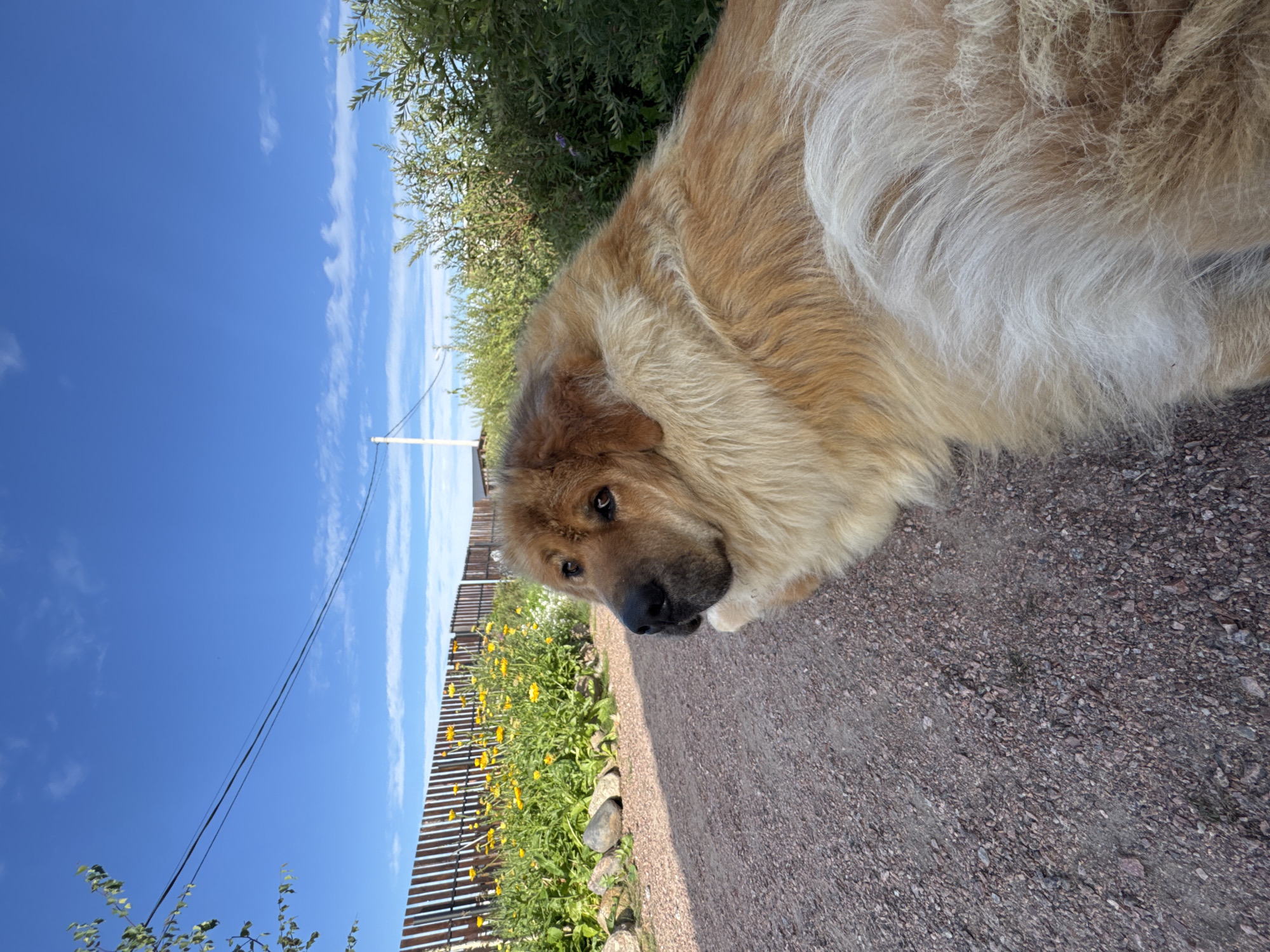 In Kempelevo, Russia, a medium-sized, fluffy dog with light brown and white fur lies on a gravel path. The dog is facing to the left of the frame, with its head turned slightly to look towards the viewer. Behind the dog, a wooden fence encloses a garden filled with yellow flowers and green foliage. The ground is covered in small, dark-colored gravel. In the background, a bright blue sky with scattered white clouds stretches above, with power lines visible against the sky. The scene appears to be outdoors on a clear day.