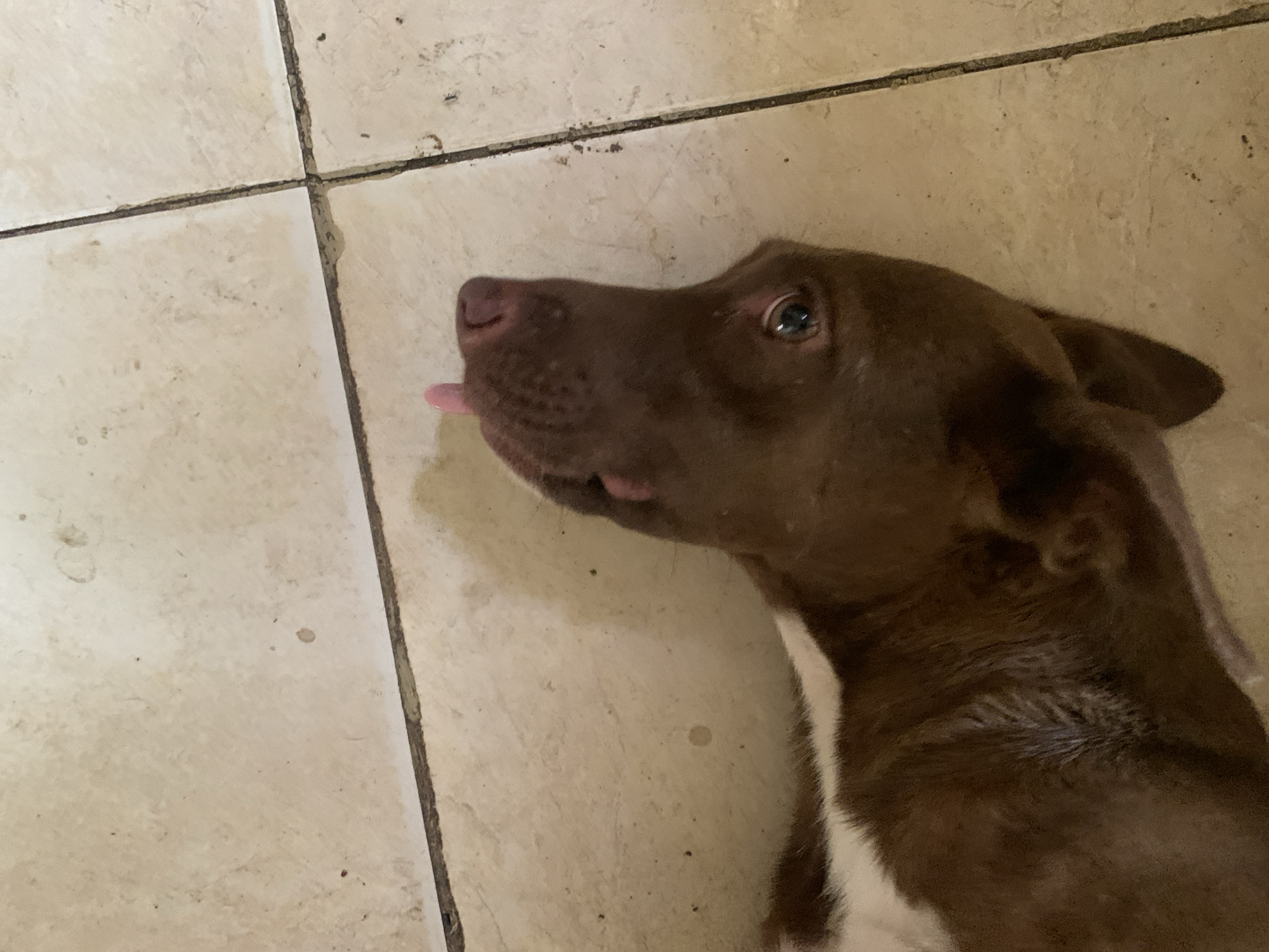 An eye-level shot captures a domestic dog lying on a light-colored tiled floor, likely indoors. The dog, positioned in the lower right portion of the frame, is predominantly dark brown with noticeable white fur on its chest and neck. Its head is turned to the left, showcasing its profile. A small portion of its pink tongue is visible, slightly sticking out from its mouth. The dog's right eye, which is open and reflective, appears to be gazing upwards or to the side.
The flooring consists of light beige or off-white square tiles with dark, visible grout lines, some of which show signs of dirt or wear. The top left section of the image is dominated by the tiled floor and grout. The overall lighting suggests an indoor setting, possibly with ambient light, making the exact time of day difficult to determine. No specific outdoor weather conditions are discernible. The dog appears relaxed, possibly resting or observing something out of frame. There is no visible text in the image. The location context indicates this scene takes place in Santa Ana, Venezuela.