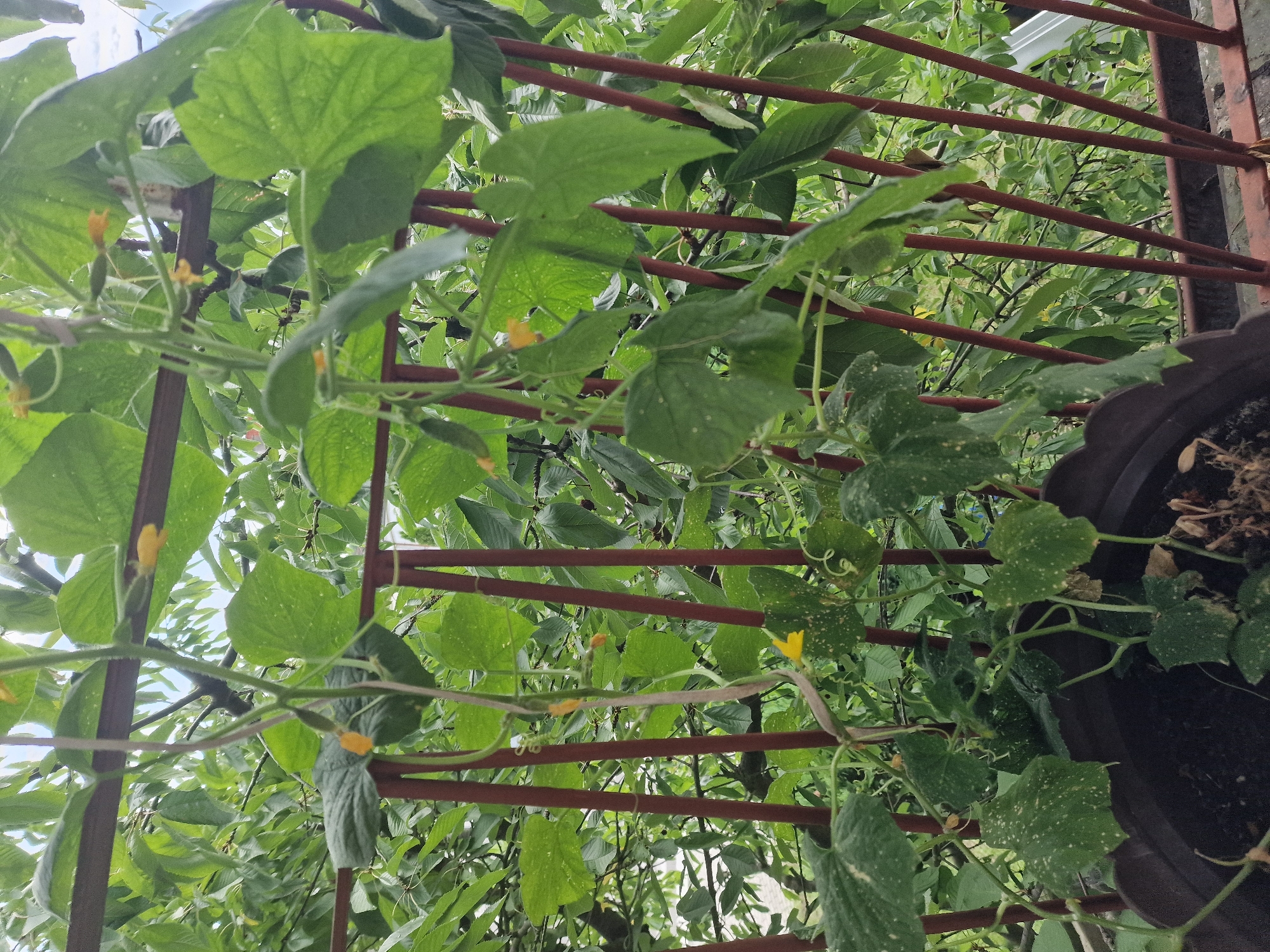 This is a close-up, eye-level, outdoor shot of cucumber plants growing in a dark brown pot. The plants have large green leaves, some with white speckled markings. Yellow cucumber flowers are visible, and at least one small cucumber is growing. The plants are supported by a reddish-brown metal railing, and behind them is a dense background of green foliage from other trees and plants. The scene appears to be on a balcony or patio, judging by the railing and the presence of the pot. The sky is partially visible through the leaves, indicating an overcast or cloudy day. The image is sharp and well-lit. The location is Wieruszów, Poland.