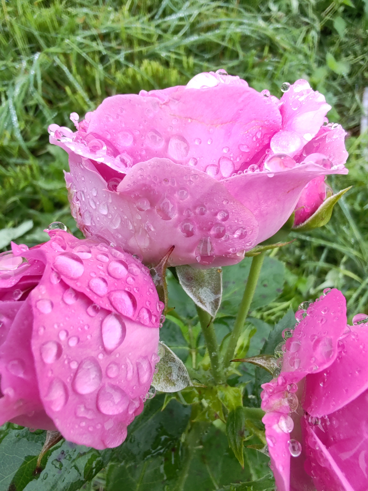 The image depicts a close-up view of three pink roses covered in water droplets. The roses are in various stages of bloom, with one fully open and two partially closed. The background consists of blurred green grass, suggesting an outdoor environment. The lighting is soft and diffused, indicating it might be an overcast day or early morning/late evening. There are no people or visible actions taking place. The scene appears to be in a garden or natural setting. The location of "Чухлэм, Russia" is a place name and does not provide specific environmental details observable within the image itself.