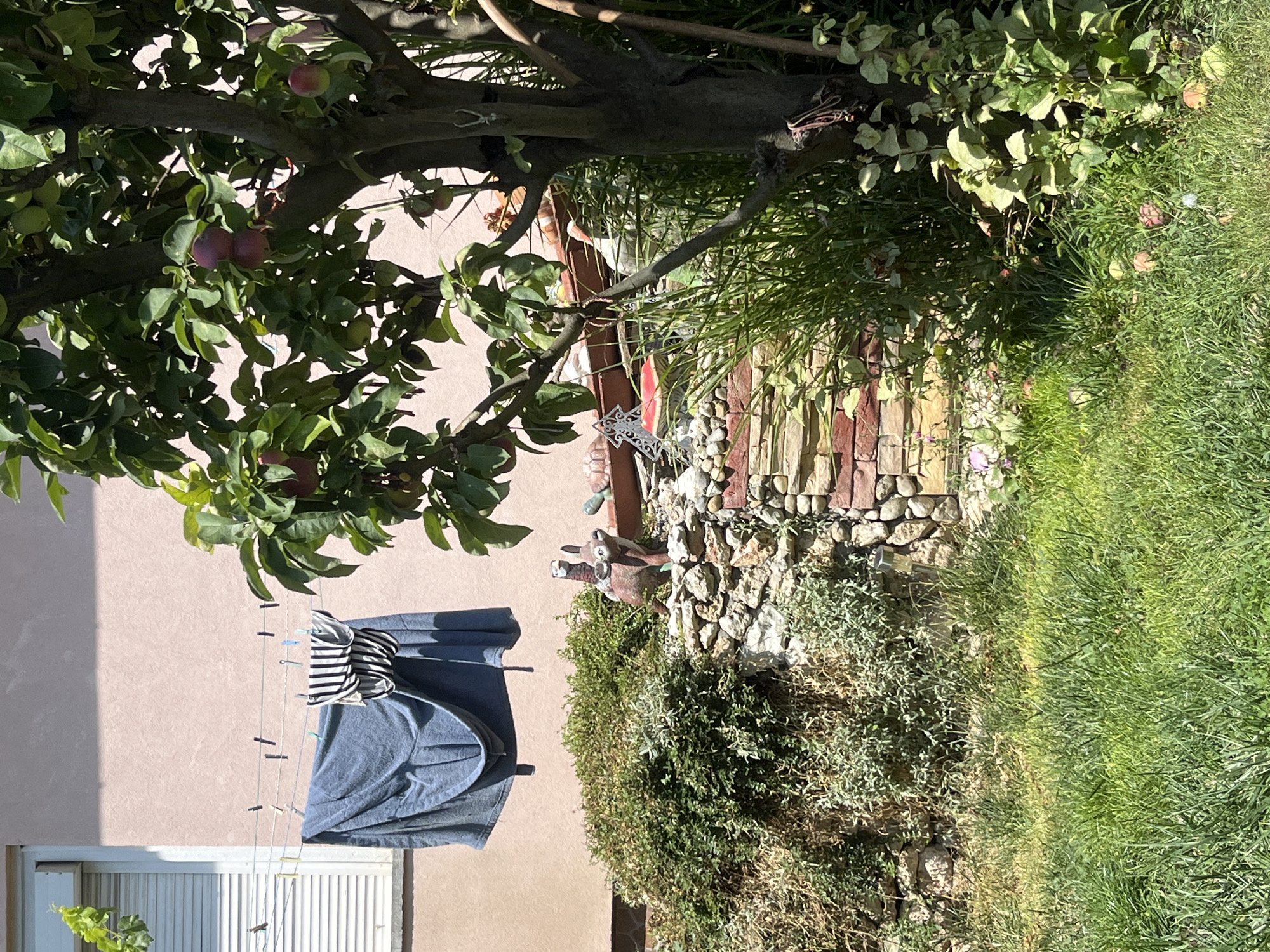 The image depicts a sunny backyard scene in Pavlikeni, Bulgaria. In the foreground, lush green grass covers the ground, with several fallen apples scattered around the base of a tree. The tree itself, with dark bark and abundant green leaves, is partially visible on the right side of the frame and bears several red fruits. Behind the tree, a decorative stone wall is visible, adorned with various garden ornaments.
Dominating the middle ground, a dense green bush grows atop a tiered stone and brick structure. A small, brown, rabbit-like figurine with prominent ears stands on the stone ledge. Above this, a clothesline is strung across, holding a large blue garment and a striped garment, secured with clothespins. In the background, a light pink wall of a building is visible, with a white-slatted window on the left. The overall impression is one of a well-tended, rustic garden on a bright day.