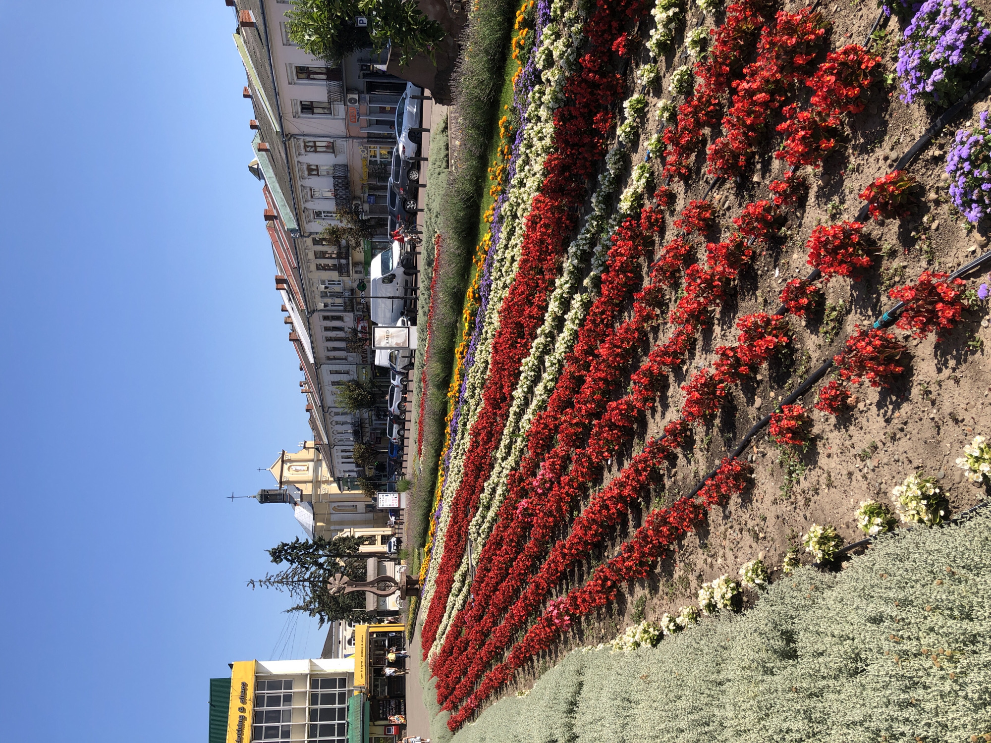 This image, taken in Kolomyia, Ukraine, captures a vibrant scene of a meticulously arranged flower bed alongside a street lined with buildings. The flower bed is the prominent subject, featuring rows of colorful blossoms in red, white, yellow, and purple, interspersed with greenery. The flowers are densely planted and arranged in diagonal lines, creating a striking visual pattern. Black irrigation hoses are visible running along the flower beds.
In the background, the architecture suggests an urban setting. Buildings with multiple stories and windows are visible, with some appearing older in style, featuring decorative elements. A church with a cross on its spire is also present. Several vehicles, including cars and a white van, are parked or driving on the street. A yellow bus with visible text is also present. In the foreground, a patch of light green, low-lying plants complements the colorful flowers.
The time of day appears to be sunny and bright, indicated by the clear blue sky and the shadows cast by the buildings and the raised flower bed. The weather seems pleasant, suitable for outdoor activities. There are a few people visible, appearing to be pedestrians on the street, but their features are not clearly discernible. The overall impression is one of a well-maintained urban space with a focus on floral beautification. The visible text on the yellow bus includes "AMID" and other Ukrainian characters.