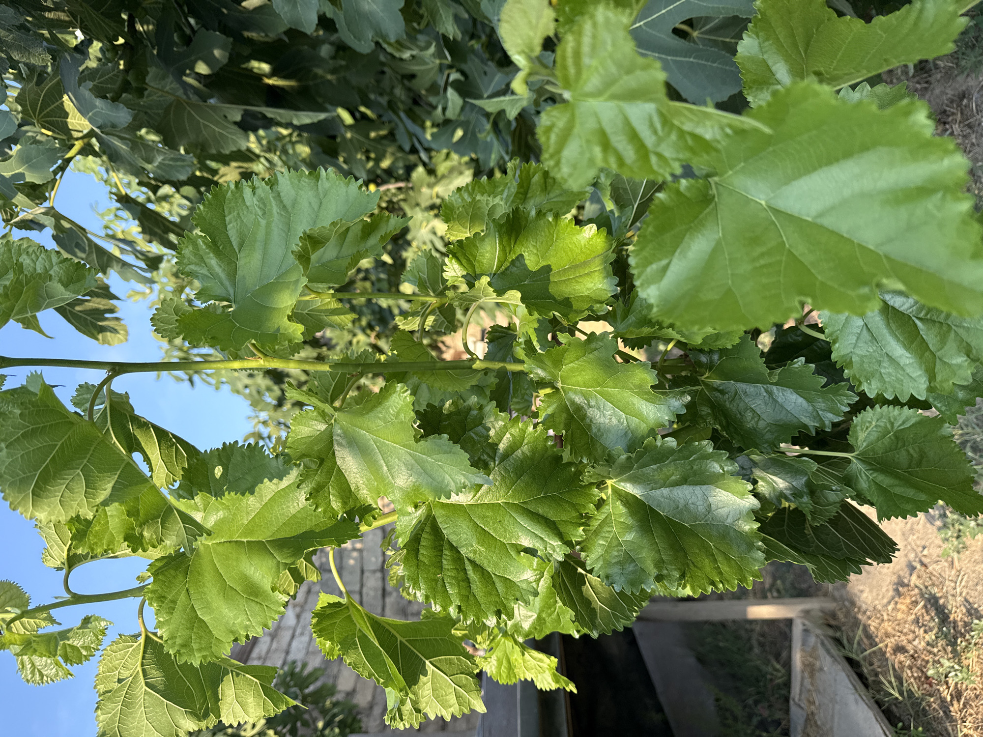 The image shows a close-up of vibrant green mulberry leaves on a branch, set against a blurred background of more foliage and a bright blue sky. The leaves are large, lobed, and have serrated edges, with visible veins. Sunlight catches the surface of the leaves, highlighting their texture and creating areas of bright illumination and shadow. In the background, a brick wall and some wooden structures are partially visible, suggesting an outdoor setting, likely a garden or yard. There are no people or animals present in the image. The overall impression is one of lush, healthy plant life in a natural or cultivated outdoor environment. Based on the provided information, this scene is located in Khazar Raion, Azerbaijan.