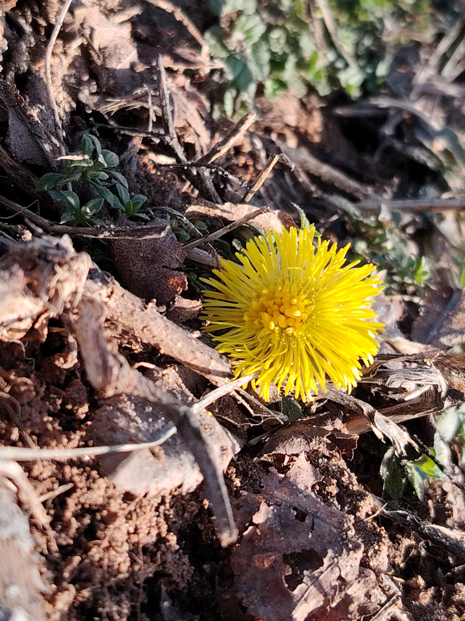 In the city of Марковский, Russia, a single bright yellow flower is observed growing from dark brown, granular soil. The flower, consistent with *Tussilago farfara* (coltsfoot) or a similar composite, features a dense central disc surrounded by numerous radiating, linear petals. The immediate ground environment is composed of bare soil, interspersed with decaying brown leaves, thin, dry plant debris, and sparse clusters of small, green, low-growing foliage. Strong, directional sunlight illuminates the scene, creating distinct highlights on the flower and textured shadows across the ground. No human figures, animals, or artificial objects are present. No actions or interactions are depicted.