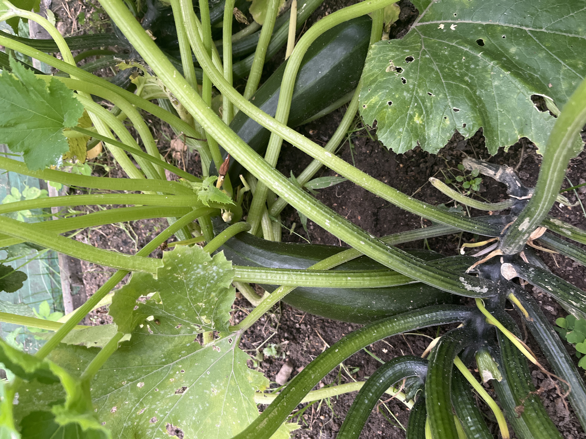 A close-up, high-angle shot shows a dense growth of zucchini plants in a garden in Tarasovka, Russia. Several dark green zucchini fruits are visible, nestled amongst thick, ribbed green stems and large, somewhat tattered leaves. Some leaves display small holes and white powdery spots, possibly indicating disease or pest activity. The soil is dark brown and appears somewhat dry, with a few scattered small stones and bits of dried plant matter. The overall impression is one of a healthy but potentially struggling garden. There are no people or animals present in the image.