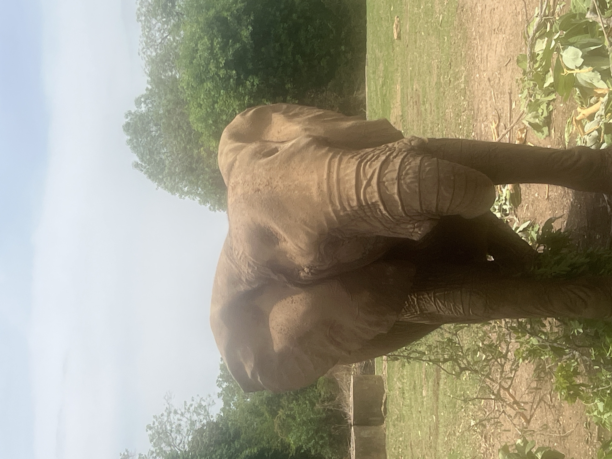 A portrait-oriented outdoor photograph displays a large African elephant standing in a naturalistic enclosure, likely a zoo or wildlife park in Jos, Nigeria. The elephant, positioned towards the right side of the frame, is covered in dusty brown, wrinkled skin, showcasing its rugged texture. Its head is prominent, with one large ear and eye clearly visible, and its long trunk is partially curled. A single tusk is faintly discernible.
The setting features a mix of sparse and dense vegetation. Lush green trees are visible in the upper and lower left sections of the background, with scattered green foliage and dry branches also present on the right. The ground is a combination of dry, light brown soil and patches of green grass. In the upper left corner, a bright, slightly hazy sky indicates a daytime scene, possibly under diffuse sunlight or light cloud cover. Small, square, concrete-like structures are visible near the elephant's feet, suggesting man-made elements within its habitat. The elephant appears to be standing calmly, observing its surroundings. There are no visible people or discernible text in the image.