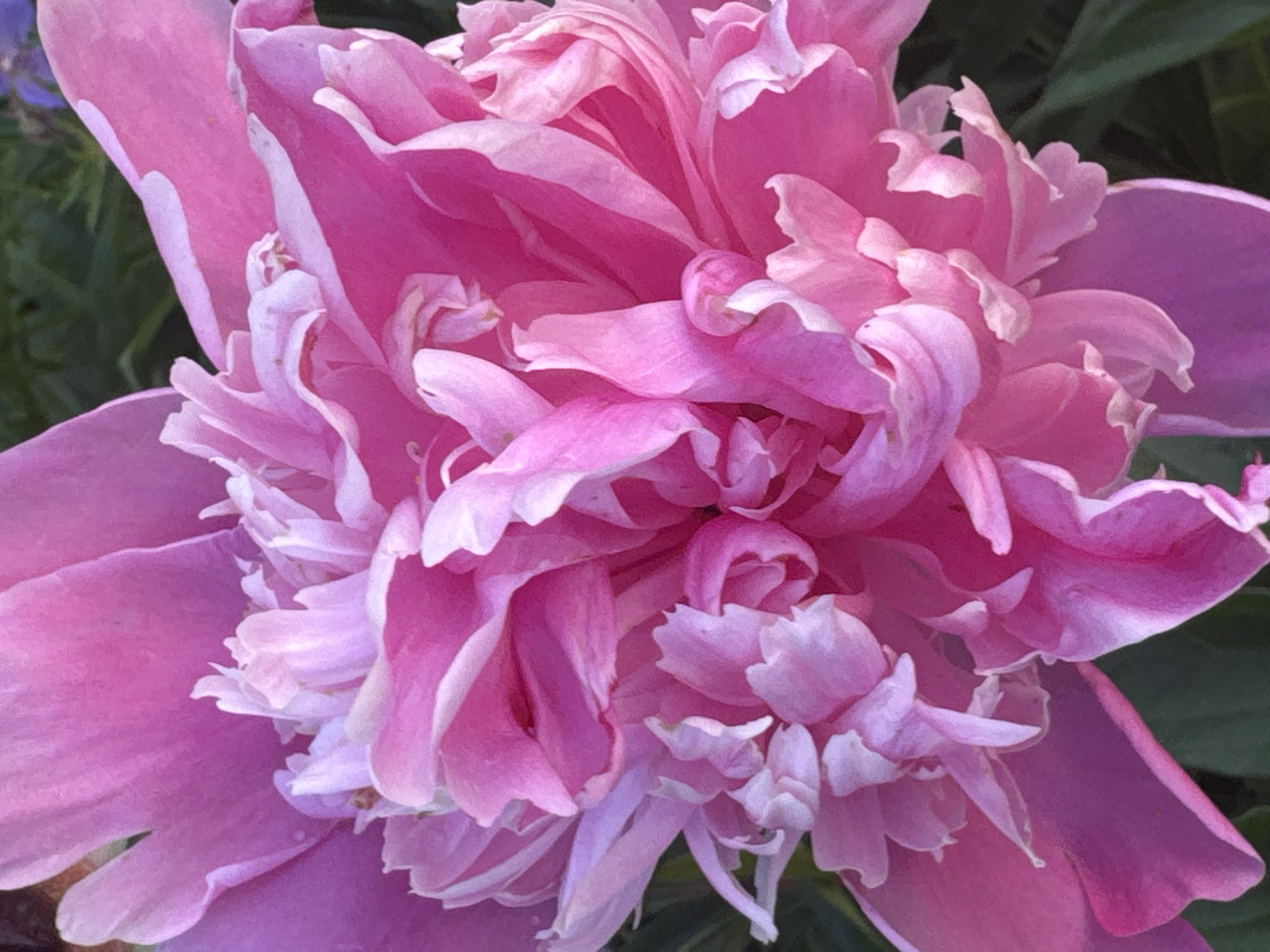 The media file is a close-up, overhead shot of a vibrant pink peony flower. The flower is in full bloom, with its numerous petals unfurling in layers. The petals are a rich pink, with some lighter, almost white, edges and inner sections, creating a delicate gradient of color. The texture of the petals appears soft and slightly ruffled. The flower fills most of the frame, with only hints of dark green foliage visible in the background, suggesting it is outdoors. The lighting appears to be natural daylight, casting soft shadows and highlighting the details of the petals. There is no visible text in the image. The scene evokes a sense of natural beauty and the peak of the flower's bloom. The location context of Volokolamsk, Russia, places this image in a temperate climate where peonies are commonly grown and bloom in late spring or early summer.