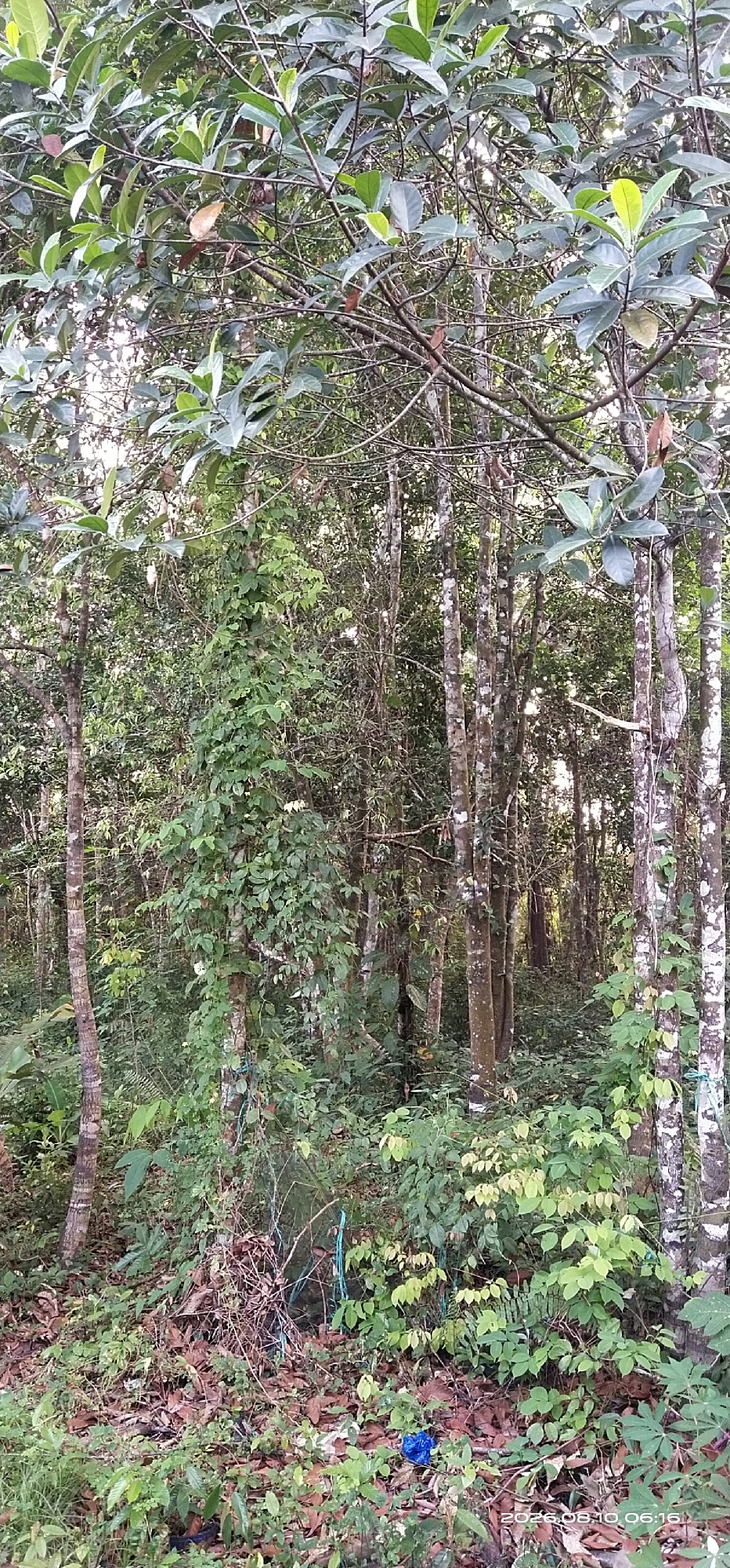This is a daytime, full-shot photograph of a dense forest in Matabu, Indonesia. The image is dominated by lush green foliage, with numerous trees of varying heights and thicknesses. A prominent vine covers a significant portion of a tree trunk in the center-left of the frame, its leaves densely packed and trailing downwards. The forest floor is covered with fallen leaves, some dry and brown, others still green, and scattered debris, including a blue plastic bag near the bottom right corner. The trees have rough, textured bark, with some displaying a mottled pattern of white and brown. Sunlight filters through the canopy, creating dappled lighting effects. The overall impression is one of untamed natural growth.