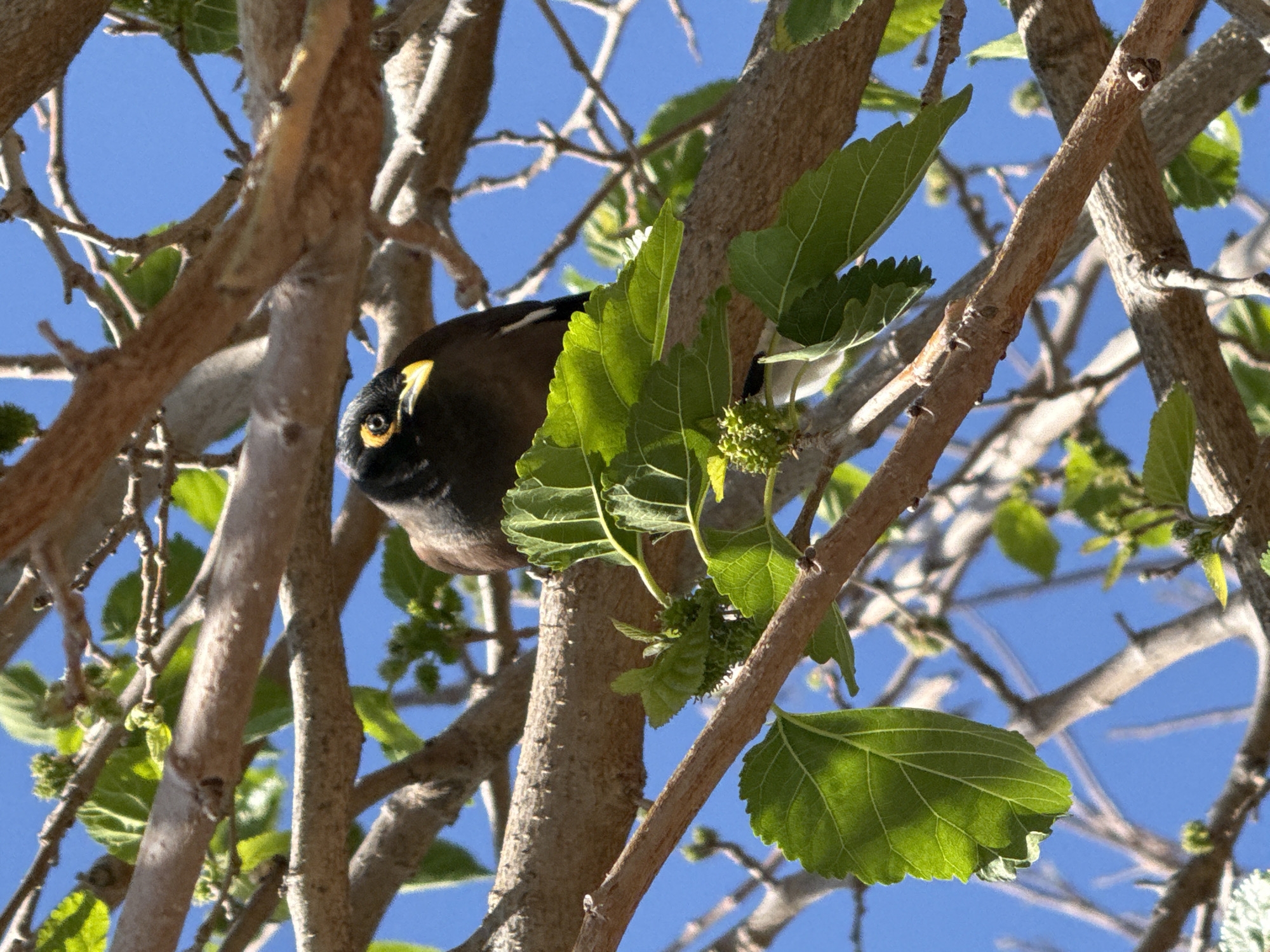 A close-up shot depicts a bird, specifically a common myna (Acridotheres tristis), perched amongst the branches and leaves of a tree. The bird is predominantly dark brown with a distinctive yellow patch around its eye and a yellow beak. It is positioned on a branch amidst vibrant green leaves, some of which are young and clustered. The tree's branches are bare except for the leaves and small, unripe fruits. The background reveals a clear, blue sky. The location is Givatayim, Israel.