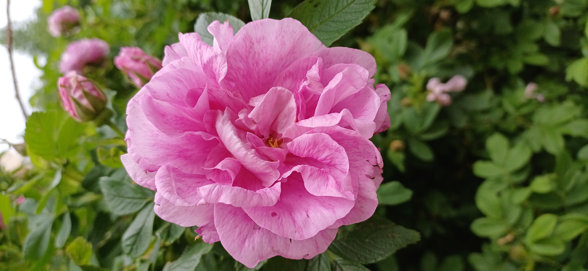 The image shows a close-up of a large, pink rose in full bloom. The rose is surrounded by green leaves. There are several rosebuds in the background. The location is Saint Petersburg, Russia.