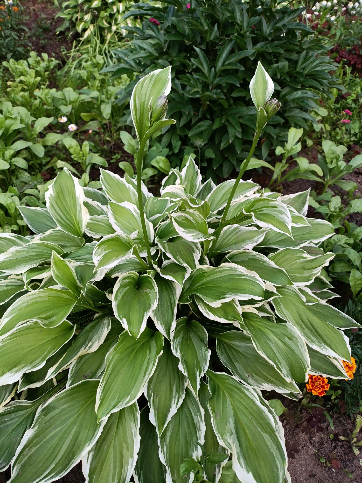 The image shows a close-up view of a hosta plant with variegated green and white leaves, in a garden setting. Two flower stalks are emerging from the center of the plant, each topped with a closed bud. In the background, there are other green plants, including what appears to be a large peony bush with dark green leaves. Two small orange flowers are visible in the lower right corner. The ground is dark soil with some scattered leaves and debris. The scene appears to be an outdoor garden in a residential area or park. The specific location in Chaikovsky, Russia, is not discernible from the image itself.