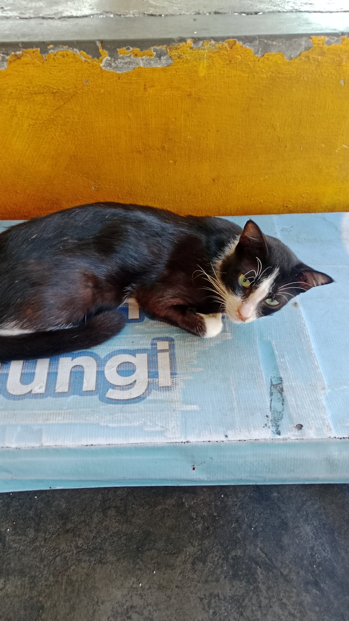A black and white cat with green eyes is lying on a blue surface with white text. The cat is positioned facing the right side of the frame, with its head slightly tilted upwards. Its body is curled up, and its tail is wrapped around its body. The blue surface appears to be some kind of mat or table, with large white lettering visible. In the background, a yellow wall with a textured surface is visible, and above that, a gray concrete ledge. The scene is outdoors, possibly in a street or courtyard in Kuta, Indonesia, given the context. The lighting suggests daylight, and the overall impression is of a relaxed, ordinary moment captured.