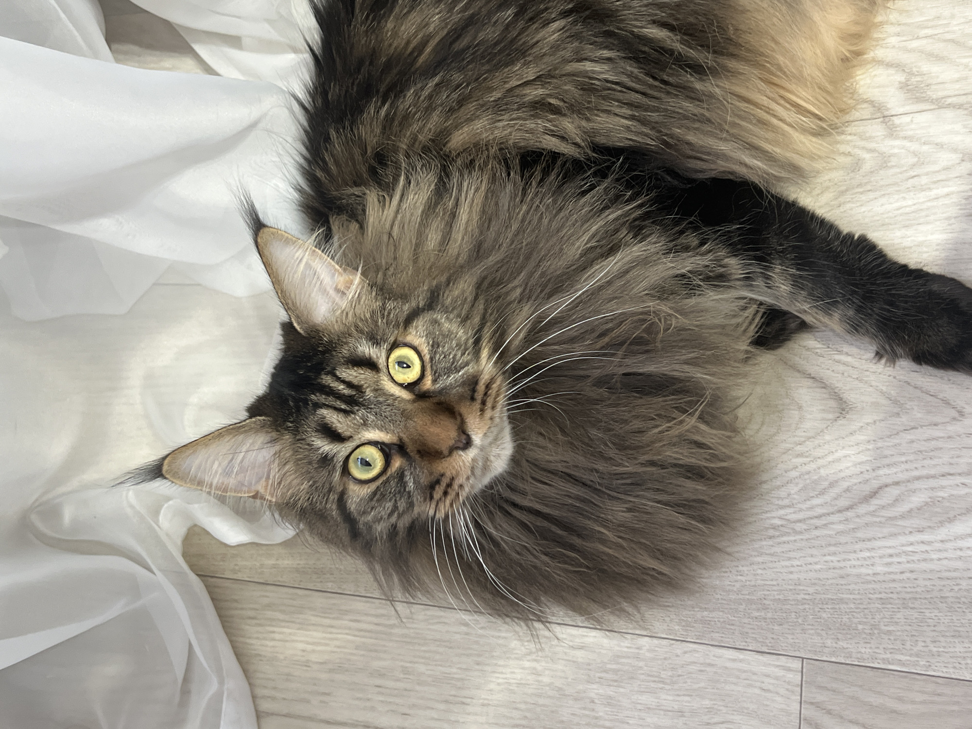 A Maine Coon cat with green eyes and brown tabby markings lies on a light-colored wooden floor next to a draped white fabric. The cat's fur is long and fluffy, particularly around its neck and chest. The background consists of the wooden floorboards and the white fabric, which appears to be a sheer curtain or cloth. The lighting is soft and natural. The image appears to be taken from a slightly elevated angle, looking down at the cat. There is no discernible urban environment or location within Марковский, Russia.