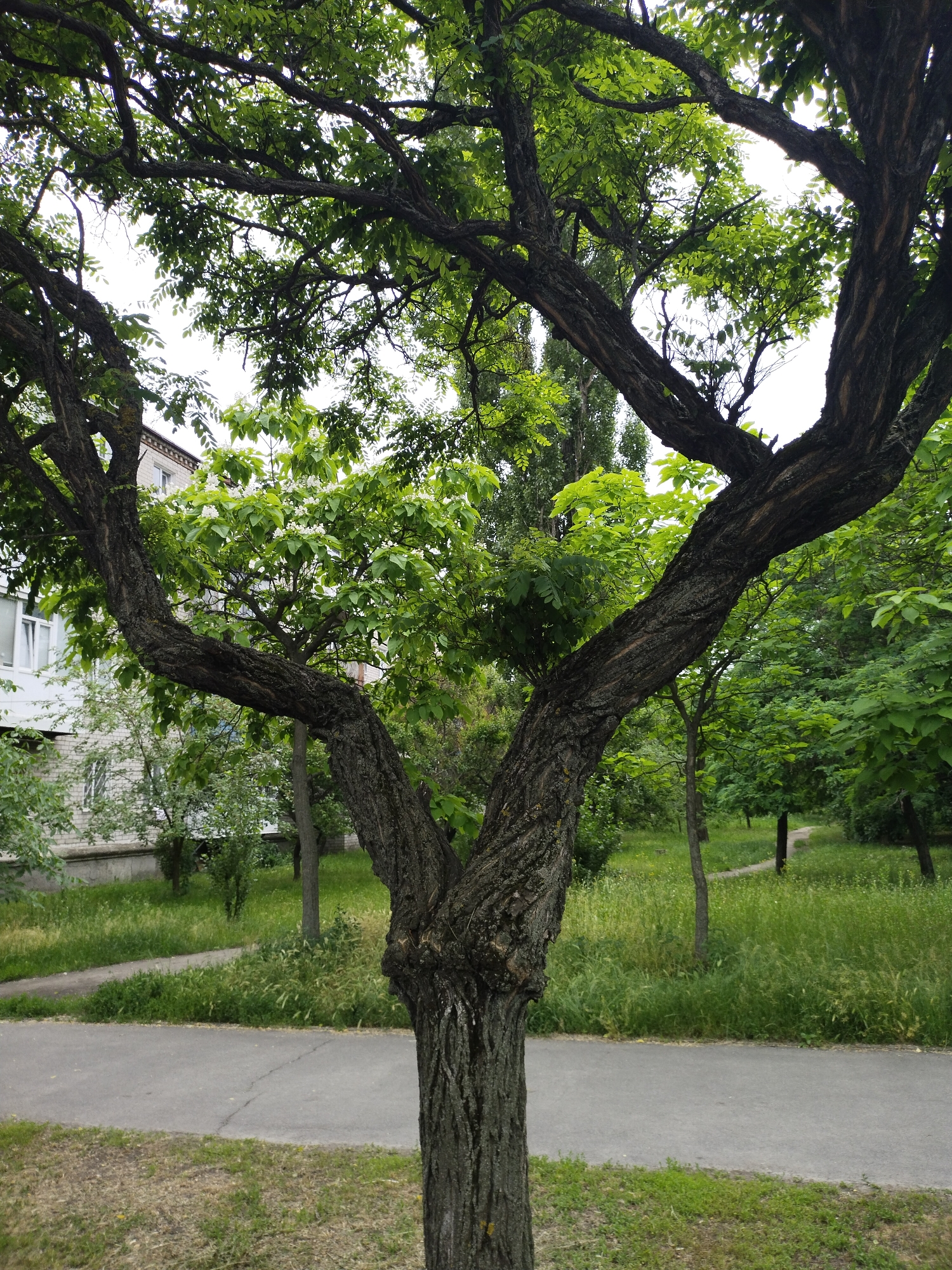In Horishni Plavni, Ukraine, a mature tree with a thick, gnarled trunk and dark bark dominates the foreground of this outdoor scene. The tree branches out into several large limbs, some of which are angled sharply upwards, covered in lush green foliage. The tree is situated near a paved pathway that curves through a grassy area. In the background, a light-colored apartment building with visible windows and balconies is partially obscured by trees and vegetation. The overall environment appears to be a park or residential area within the city. The lighting suggests an overcast day.