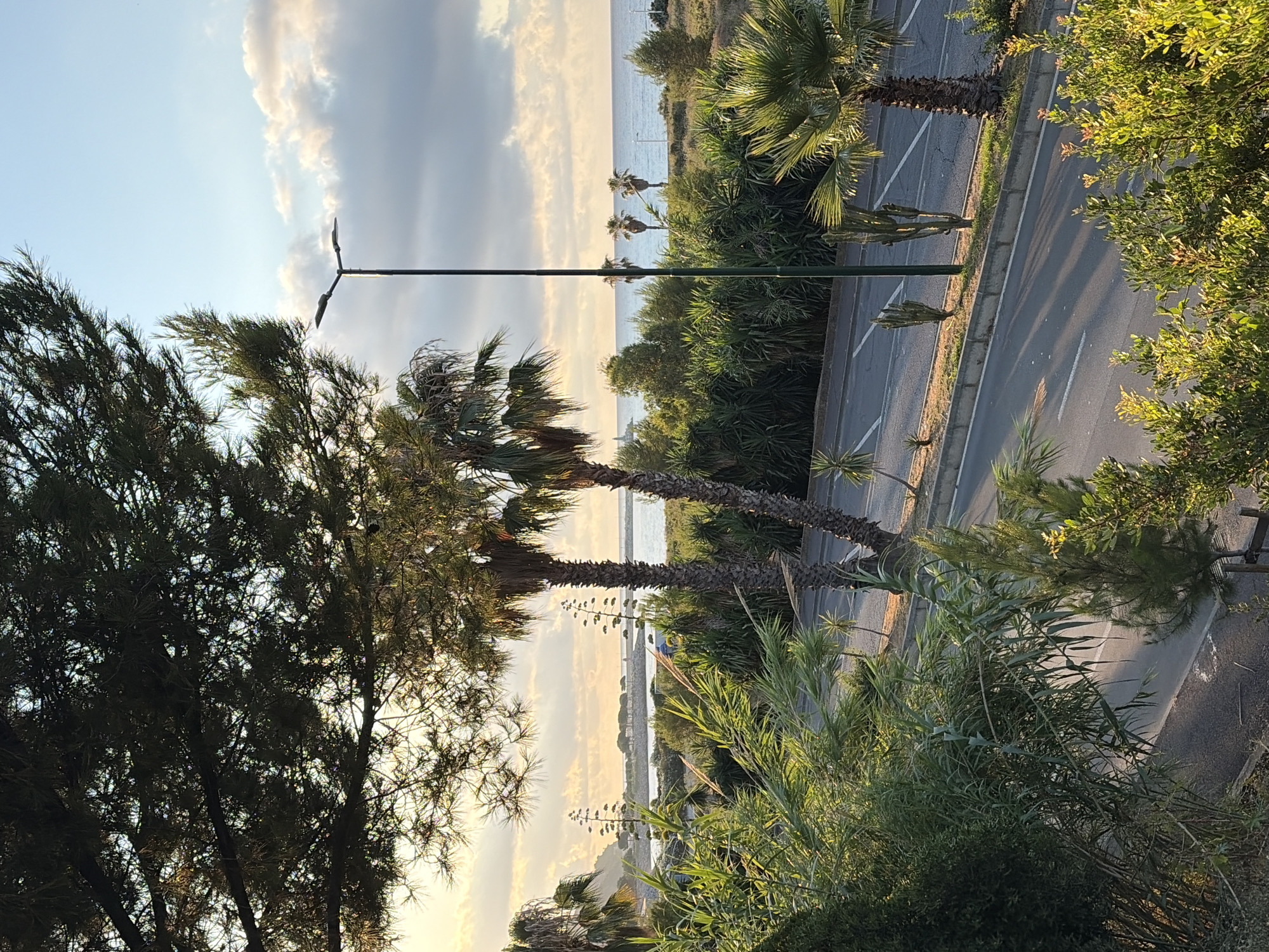 The image captures a coastal scene with lush vegetation in the foreground and middle ground, leading to the sea and sky in the background. A paved road runs horizontally through the scene, lined with a low concrete barrier and various plants. Palm trees and other dense green foliage dominate the landscape, with some taller trees casting shadows on the road. A single lamppost stands prominently near the center. Beyond the road and vegetation, the calm sea stretches to the horizon, meeting a sky filled with soft, illuminated clouds. In the distance, a faint structure, possibly a lighthouse, is visible on a rocky outcrop. The lighting suggests it is late afternoon or early evening, with warm, golden hues bathing the sky and reflecting on the water. The presence of palm trees and the overall Mediterranean ambiance strongly suggest a location on the Ligurian coast of Italy, consistent with Imperia. There are no people visible in the image.