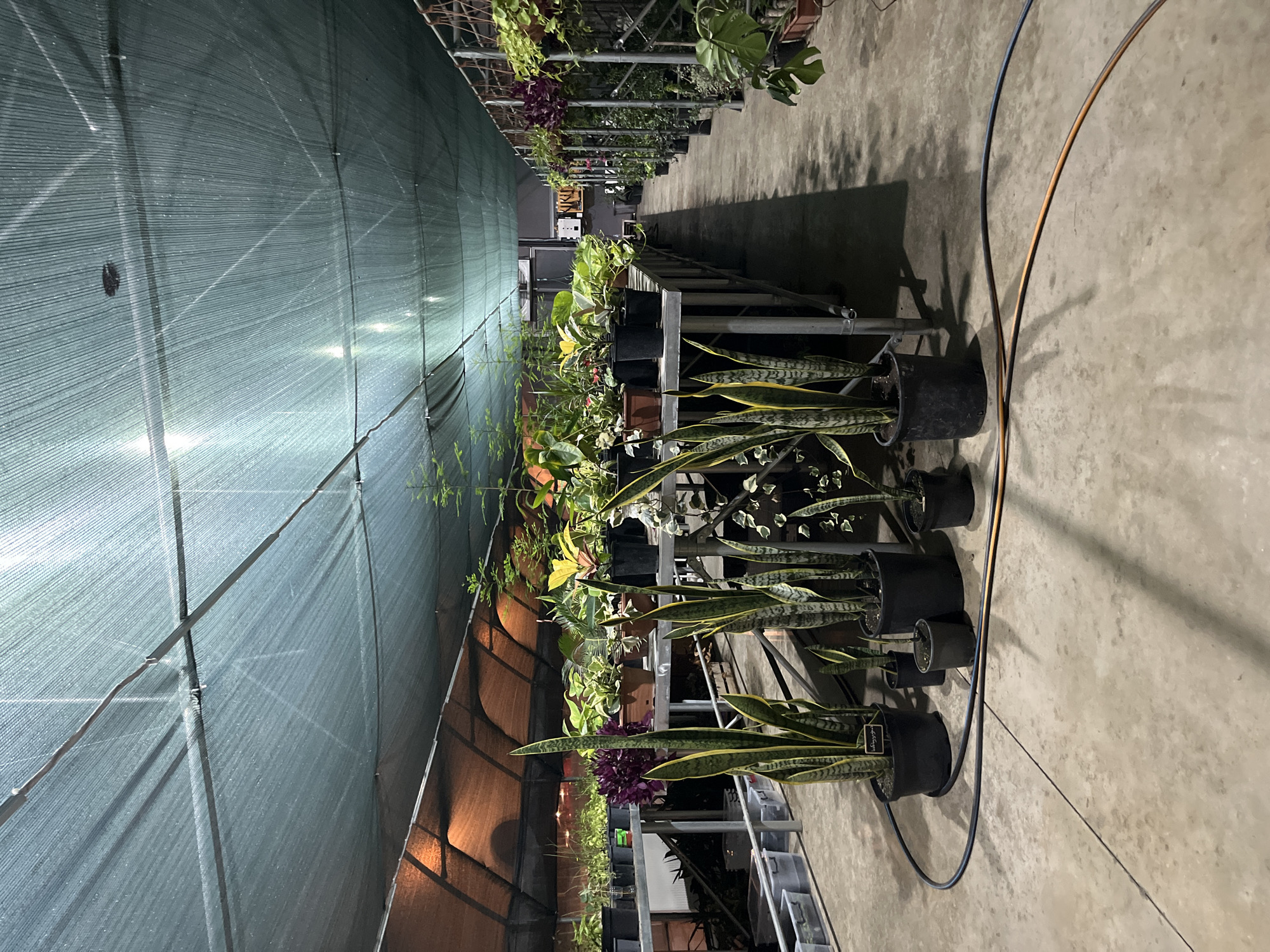 The image depicts the interior of a greenhouse in Shekvetili, Georgia, at what appears to be dusk or nighttime due to the artificial lighting and dim natural light filtering through the overhead netting. The greenhouse is filled with a variety of potted plants displayed on metal shelving units and hanging from racks.
In the foreground, several potted snake plants (Sansevieria trifasciata) are prominent, with their tall, striped leaves reaching upwards. One large snake plant is in a black plastic pot, and smaller ones are also visible. A dark hose or cable runs across the concrete floor in front of these plants, connected to an orange cable.
The middle ground features long, tiered metal shelves laden with numerous plants. These include more snake plants, a vibrant purple plant with dense foliage, and various other green leafy plants in black and brown pots. Some plants are also hanging from racks on the right side of the image. The shelving units extend deep into the greenhouse, suggesting a large collection.
The background reveals more rows of plants and shelving, with some areas illuminated by orange-toned lights, possibly from adjacent structures or heating elements. The ceiling of the greenhouse is covered with a dark green mesh netting, which is supported by a metal frame and beams. The overall impression is one of a well-stocked nursery or plant shop.
No people are visible in the image. The environment is clean and organized, with concrete flooring throughout. The lighting creates shadows and highlights, emphasizing the textures and forms of the plants.