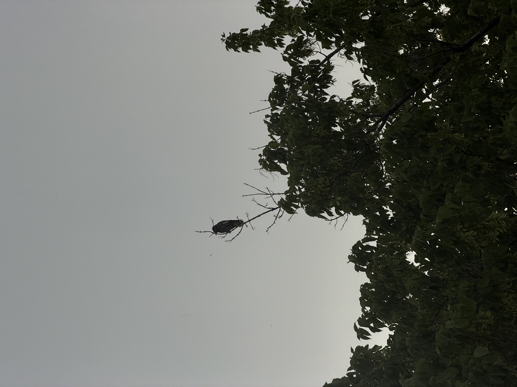 A silhouette of a bird is perched on a bare branch of a tree against a pale, overcast sky. The bird is facing to the left and appears to be a larger species with its wings folded. Below the bird, the branches of the tree are covered in dark green leaves, creating a dense canopy that fills the lower portion of the image. Some seed pods or small fruits are visible hanging from the branches within the foliage. The overall impression is of a natural outdoor scene, likely in a park or wooded area within Chirchik, Uzbekistan. There are no people or man-made structures clearly visible in the frame. The lighting suggests it is either early morning or late evening, or a heavily overcast day.