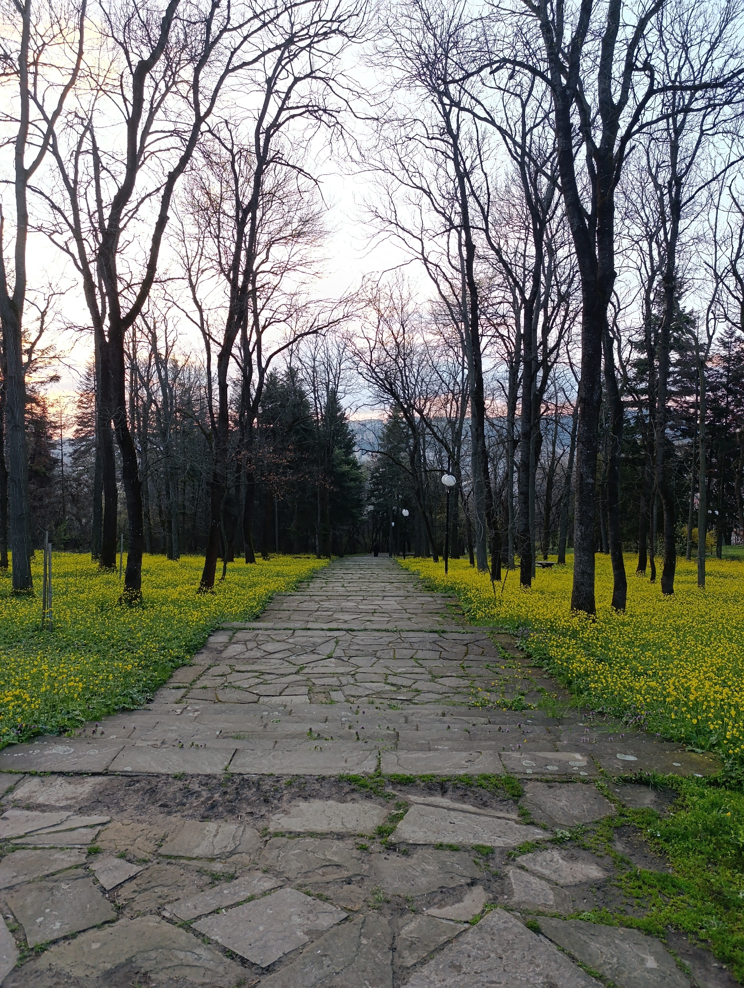 The image depicts a stone-paved pathway cutting through a park-like setting, possibly in Veliko Tarnovo, Bulgaria. The path is bordered on both sides by expanses of yellow wildflowers, interspersed among bare-branched trees, suggesting either late autumn, winter, or early spring. The trees create a dense canopy, obscuring a view of what appear to be evergreen trees in the background. The light suggests either sunrise or sunset, with a muted palette in the sky. Two street lamps are visible along the path, evenly spaced in the background. The path appears well-worn, with some stones showing signs of erosion and small patches of grass growing in the cracks. The overall scene evokes a sense of tranquility and natural beauty.