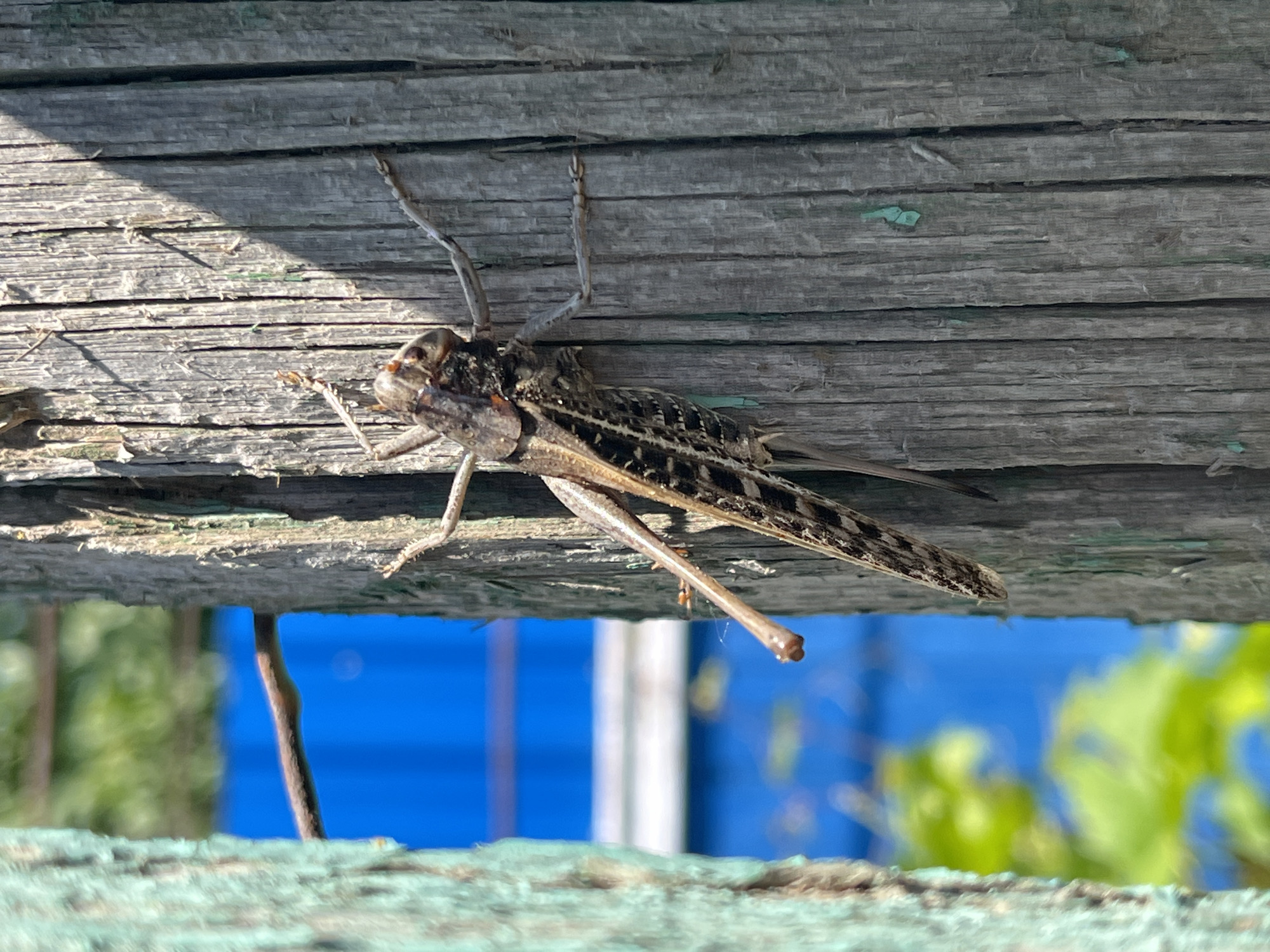 A close-up, eye-level shot captures a grasshopper clinging to a weathered wooden post. The grasshopper, predominantly brown and black with intricate patterns, is positioned vertically on the post, facing upwards and slightly to the right. Its long hind legs are visible, as are its antennae and parts of its wings. The wooden post is rough and textured, with visible grain and peeling paint in places. Sunlight casts a shadow across the right side of the post. In the background, a bright blue surface, possibly a fence or building, is visible, along with out-of-focus green foliage, suggesting an outdoor setting. The image was taken in or near Krasnyye Barrikady, Russia.
