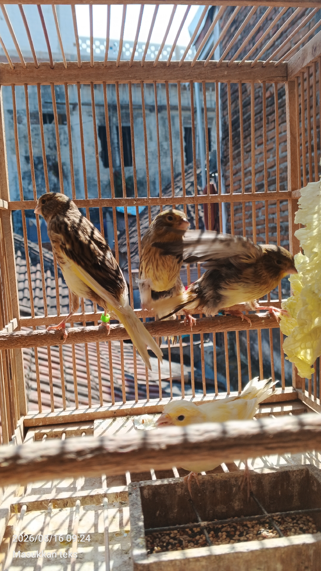 Three canaries perch on a wooden branch inside a bamboo cage. The canary on the left is mostly brown with yellow accents. The middle canary is also brown and yellow, with its wings slightly spread. The canary on the right is darker brown with some yellow. In the foreground, a bright yellow canary is visible, partially obscured by a wooden bar. The background shows the blurred outline of buildings and a tiled roof, suggesting an outdoor setting, possibly in a residential area. A date stamp "2026/03/16 09:24" and the text "Masukkan teks" are present in the lower left corner, indicating the image was taken in Malang, Indonesia.