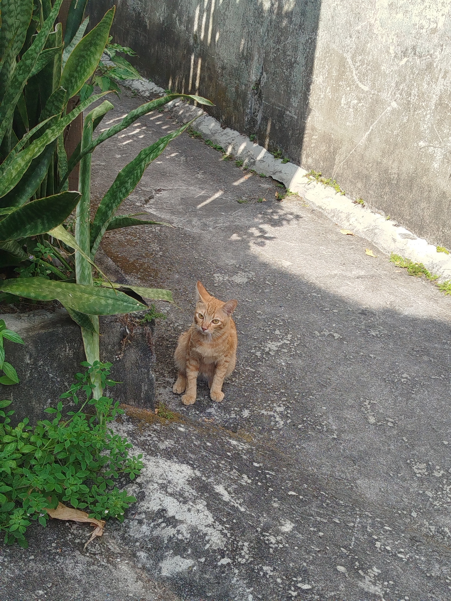 An orange tabby cat is sitting on a concrete pathway next to a large snake plant. The pathway is bordered by a textured concrete wall. Sunlight casts shadows from an unseen structure onto the wall and pathway, creating a dappled effect. The scene appears to be outdoors in a residential or public space. The image was captured in Balikpapan, Indonesia.