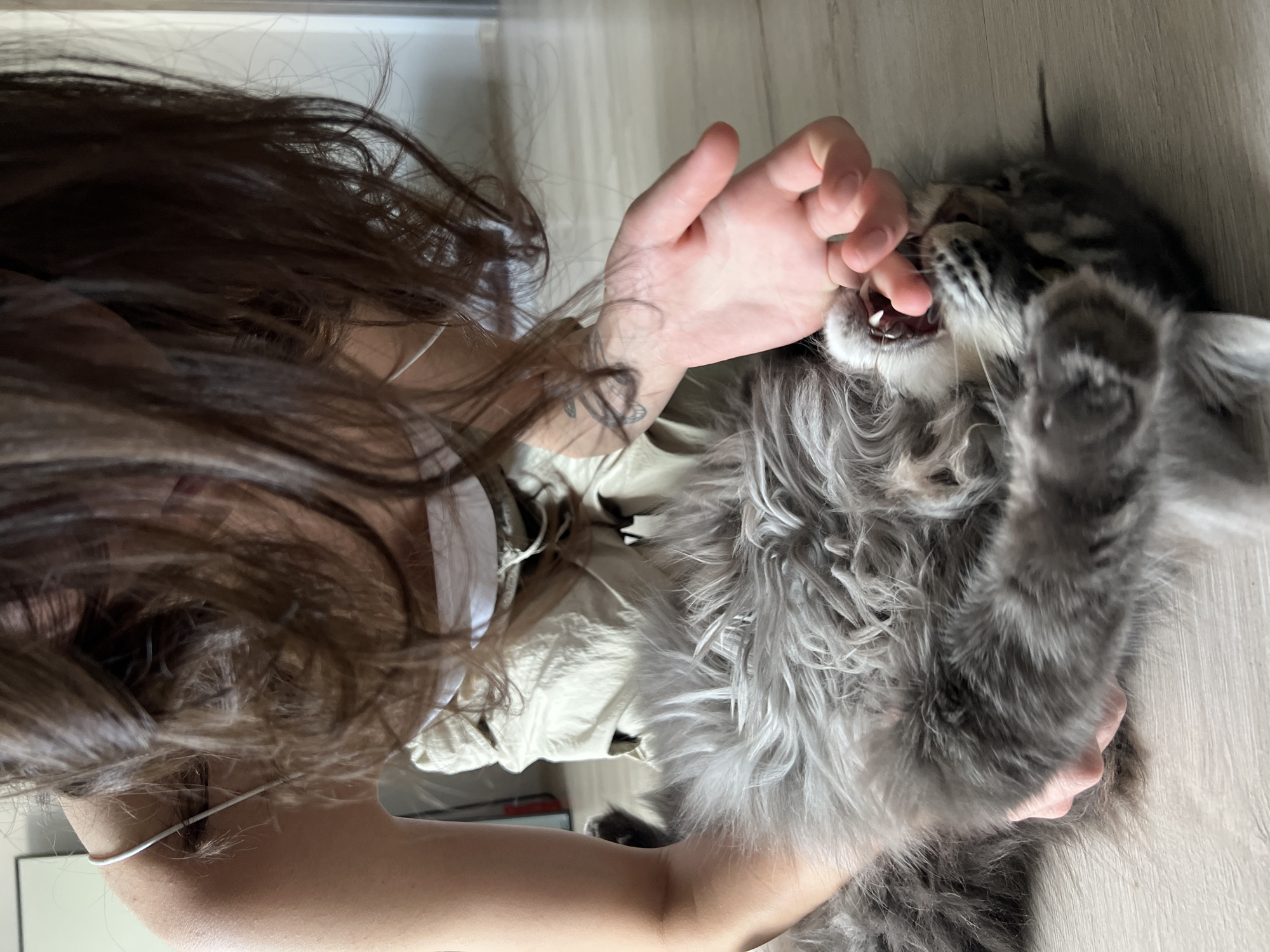 The image shows a person and a cat on a wooden floor. The person, with long dark hair, is wearing a white top and light-colored pants. They are kneeling and interacting with the cat, whose fur is gray and fluffy. The cat is lying on its back, with its mouth open, appearing to be biting the person's hand. The scene is indoors, with a plain wall in the background. No specific landmarks or features that would indicate the city of Ternopil, Ukraine, are visible.