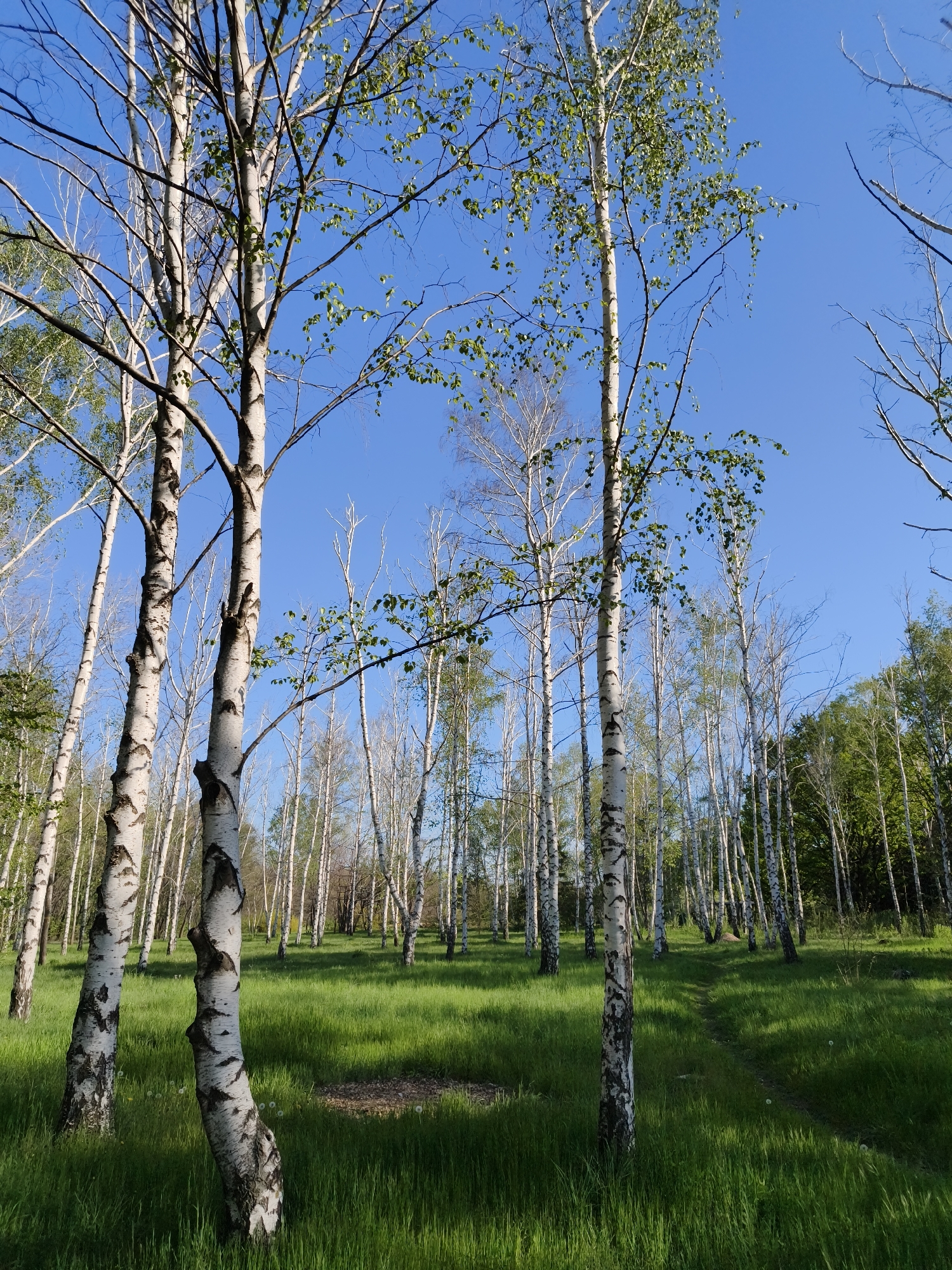The image depicts a birch forest on a sunny day. The foreground features several birch trees with white bark and black markings. Patches of green grass cover the ground between the trees. Further into the forest, more birch trees are visible, creating a sense of depth. The sky is clear and blue. The location is identifiable as Kryvyi Rih, Ukraine, based on the specific birch tree species and typical landscape features. There are no people visible. The scene is quiet and natural, suggesting a park or wooded area within or near the city. A path or trail can be seen through the grass.