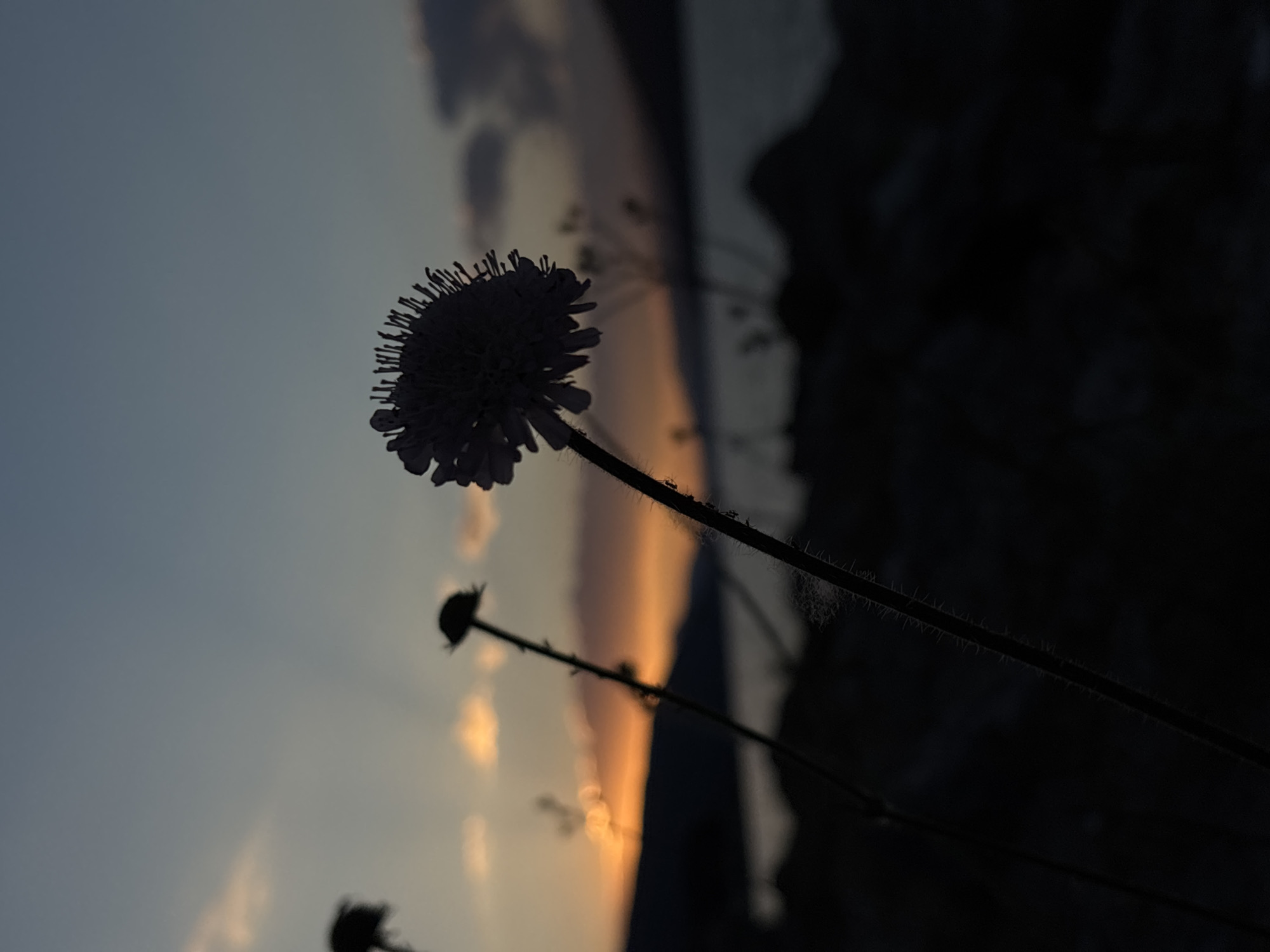 The image depicts a silhouette of a small, spiky flower against a dusky sky during sunset. The sky transitions from a pale blue at the top to warm orange and yellow hues near the horizon, with a few wispy clouds present. In the foreground, silhouetted against the sky, are the dark shapes of rocks and vegetation. The primary subject is a flower with a rounded head composed of numerous delicate, needle-like petals, its stem thin and slightly fuzzy. Two other dark, out-of-focus floral shapes are visible to the left and slightly behind the main subject. In the background, a dark, mountainous silhouette borders a body of water, reflecting the subdued light of the setting sun. The overall atmosphere is serene and natural, with no humans or man-made structures immediately apparent.