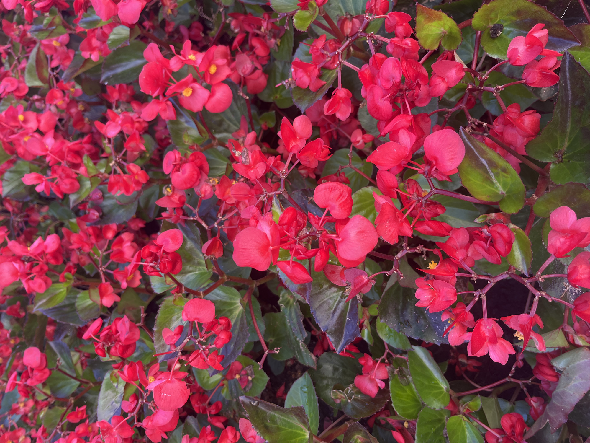 The image shows a close-up view of a dense bed of bright red begonia flowers with green leaves. The flowers are small and have delicate petals, some with a yellow center. The leaves are heart-shaped and have a glossy appearance. The foliage creates a lush and vibrant backdrop for the flowers. The image is taken from a high angle, looking down into the flower bed. There are no people or animals visible in the image. The environment appears to be outdoors, likely a garden or park. There is no specific information about the location within Stavropol, Russia.