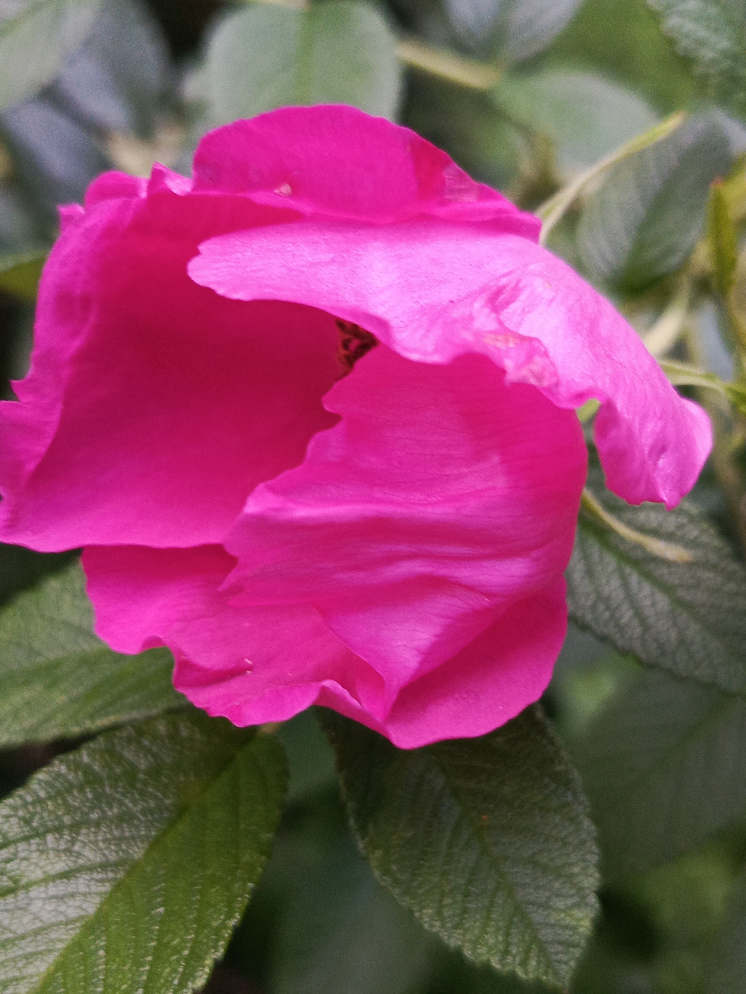 A close-up, vertical shot features a vibrant pink flower, likely a rose, with several soft, crinkled petals unfurling. The flower's center is partially obscured, hinting at stamens within. Surrounding the bloom are lush, green leaves with textured surfaces and visible veins. The background is a soft blur of green and gray, suggesting foliage or other plants in a garden setting. The image's shallow depth of field draws focus to the intricate details of the flower. The scene appears to be a natural outdoor environment, such as a park or a residential garden, consistent with the natural beauty found in areas like Chaikovsky, Russia.