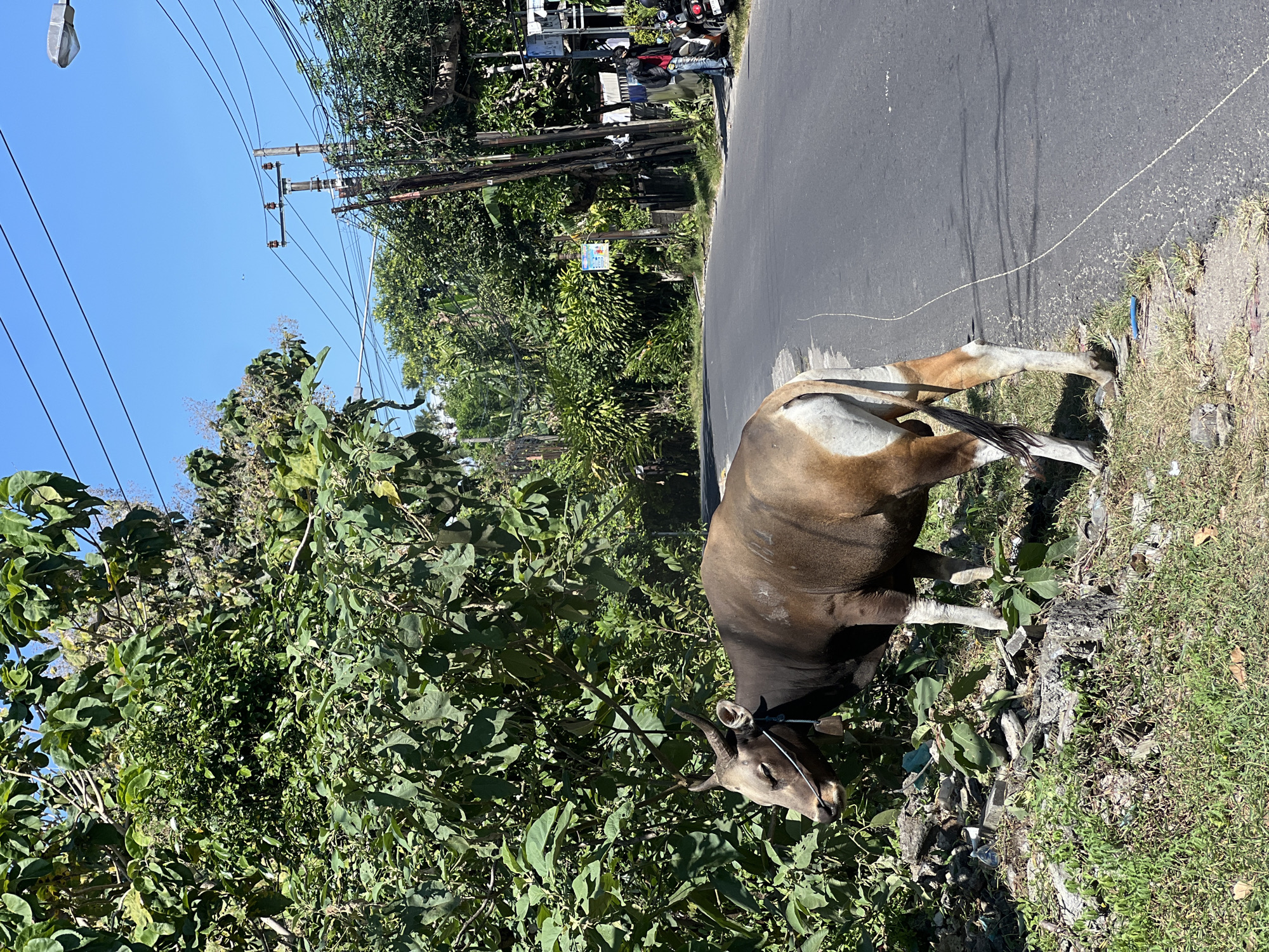 The image, captured in Kuta Selatan, Indonesia, presents a bright outdoor scene featuring a brown and white cow beside a road, with the composition rotated ninety degrees clockwise. The cow, tethered by a thin rope around its head, is positioned on a grassy and overgrown verge, seemingly grazing amidst dense tropical foliage. Its body is predominantly brown with notable white patches on its hindquarters and lower legs.
An asphalt road curves slightly through the midground, with a faint white line, likely the cow's tether, extending across its surface. Above the lush greenery, several utility poles with intricate networks of power lines span across a clear, bright blue sky. A streetlamp is visible hanging from one of the poles. In the background, across the road, a few indistinct individuals and parked motorbikes can be seen near some low-lying buildings or structures, partially obscured by more trees.
The scene is bathed in strong sunlight, indicating a clear, sunny day, likely during late morning or early afternoon. A small blue sign with white lettering, possibly reading "COBA," is visible on the roadside, partly hidden by plants. The abundant green vegetation and the visible utility infrastructure suggest a rural or semi-urban setting typical of the region.