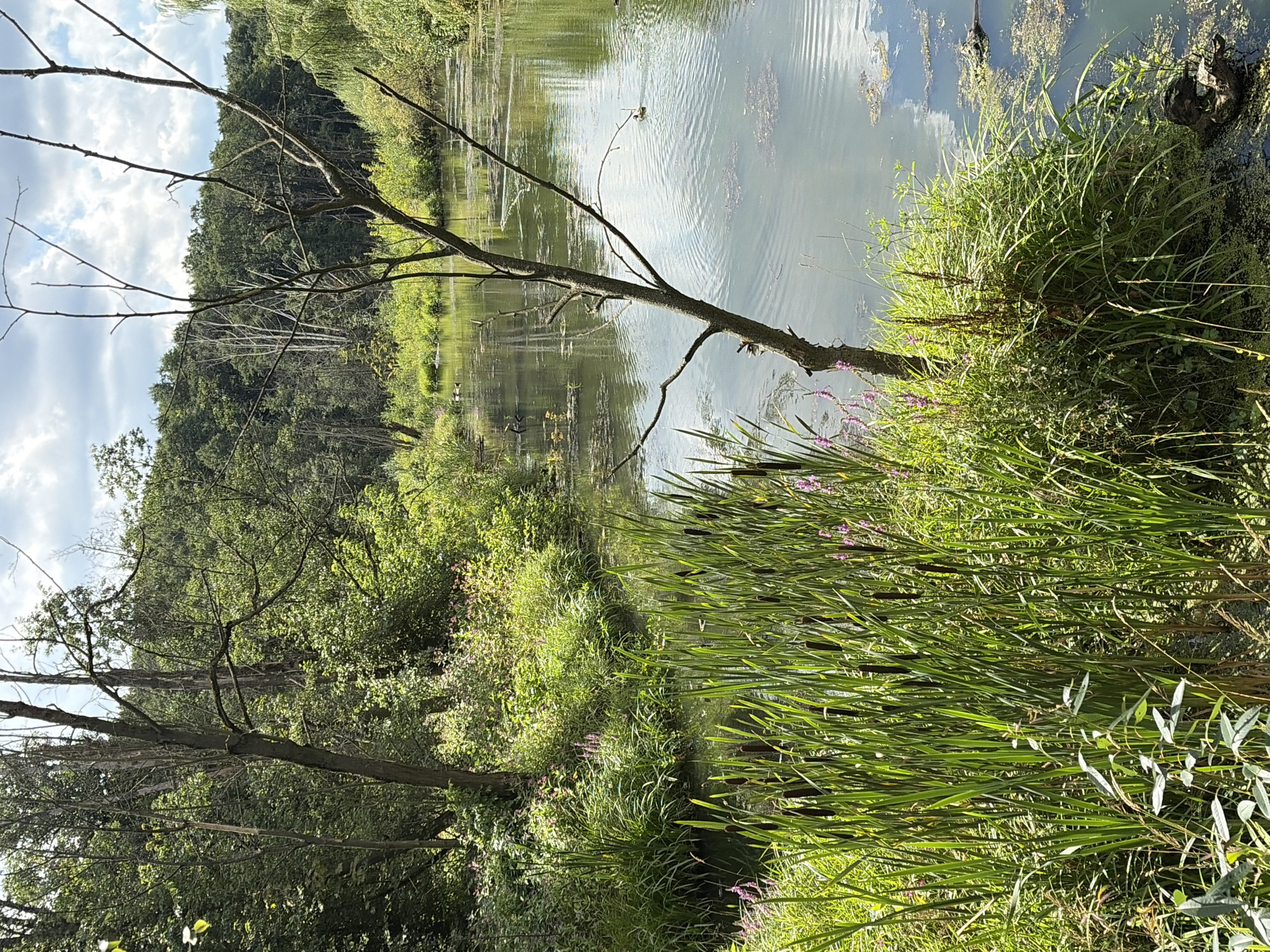The image depicts a serene natural scene by a body of water, likely a pond or slow-moving stream, surrounded by dense vegetation. Tall, green cattails dominate the foreground on the left, their brown seed heads prominent. Interspersed among the cattails are smaller plants with delicate purple flowers. A bare, spindly tree with dark branches stands in the middle ground, its silhouette stark against the lush green foliage that fills the background. The water surface is calm, reflecting the sky and surrounding trees, with patches of algae and debris visible. In the distance, the far bank is densely wooded, with a mix of deciduous and coniferous trees. The sky above is partly cloudy, with patches of blue sky peeking through. The overall impression is one of a tranquil, undeveloped natural area.