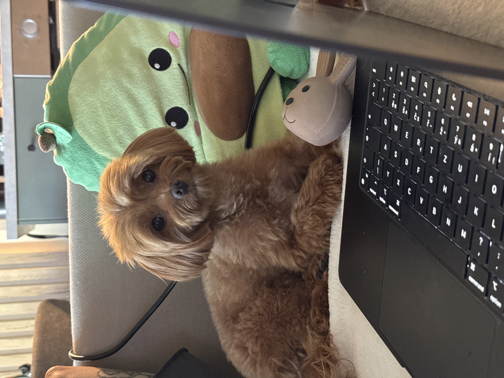 A small, light brown dog with fluffy fur is lying on a cream-colored cushion in front of a laptop keyboard. The dog is looking directly at the camera with its ears perked up and its head tilted slightly. Behind the dog, there is a large, plush pillow shaped like an avocado with a smiling face. The setting appears to be indoors, possibly a living room, with a couch and curtains visible in the background. The lighting is soft, suggesting natural light coming from a window. There is no discernible indication of the city of Prague, Czechia.
