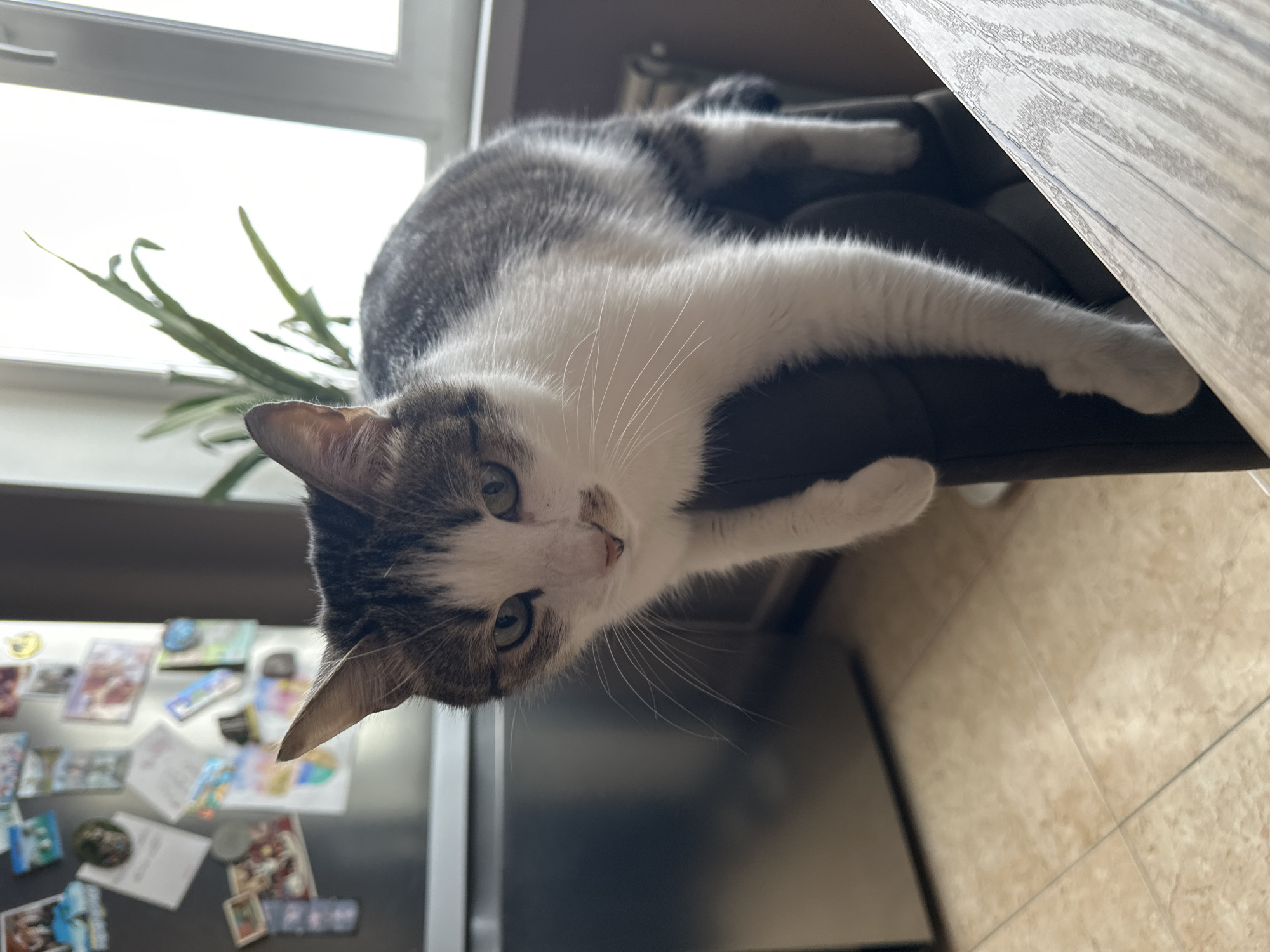 A domestic cat, predominantly white with gray and brown tabby markings, is captured lying on a dark chair or sofa in an indoor setting in Krasnoyarsk, Russia. The cat's head is tilted, and it looks directly at the viewer with curious, greenish-blue eyes and a pink nose. Its face, chest, and paws are white, while its back and part of its head feature the darker tabby pattern. One white front paw is stretched out towards the camera, suggesting a playful or engaging demeanor.
In the background, a brightly lit window indicates daytime, and a green plant with spiky leaves is visible near the windowsill. To the lower left, a dark refrigerator is adorned with numerous magnets of various shapes and colors, some appearing to be drawings or photographs; no clear text is discernible on them. A light-colored tiled floor is visible in the lower right corner of the frame. The scene conveys a relaxed and engaging moment within a typical home environment.