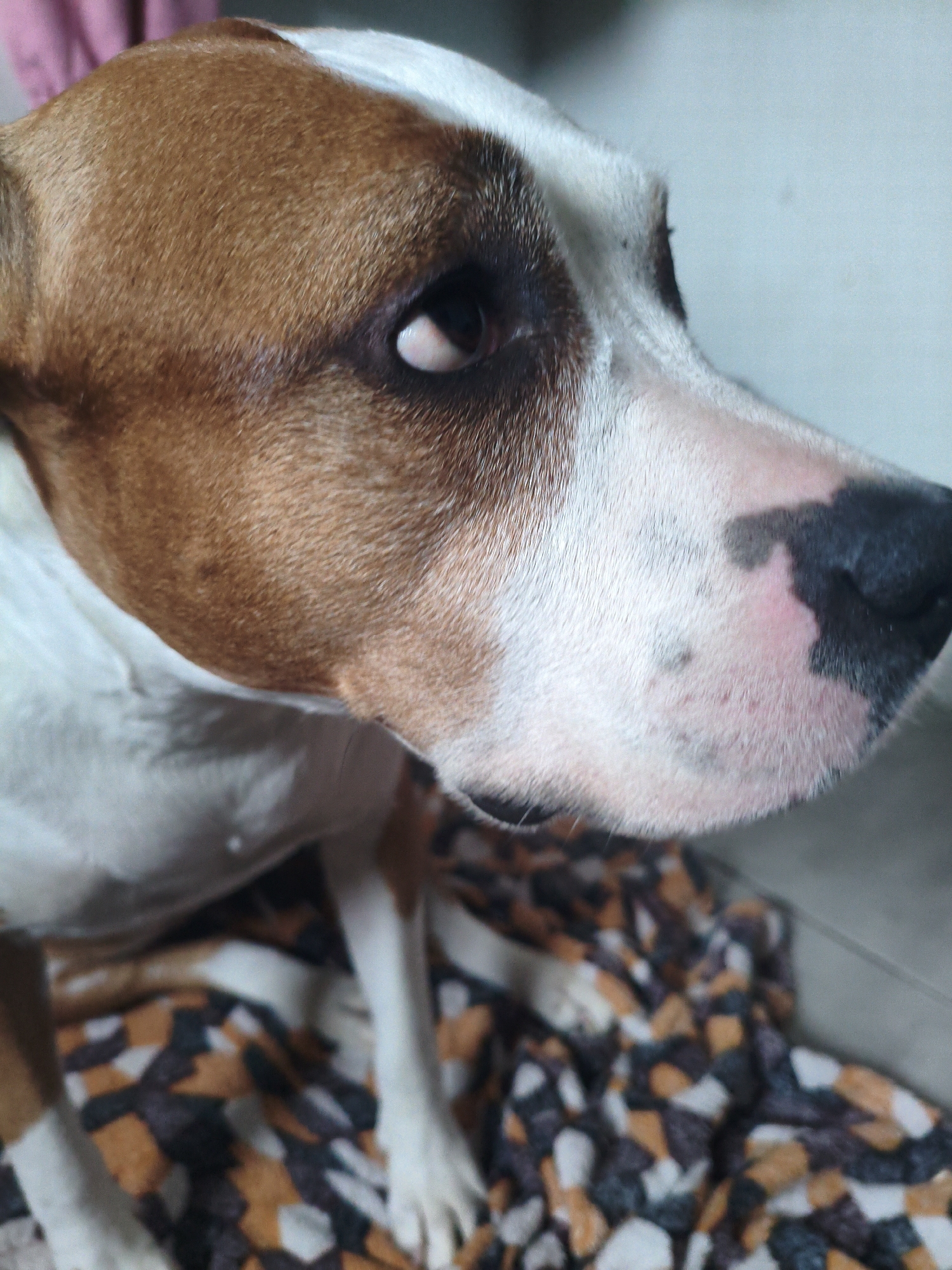 A close-up shot shows a brown and white dog with a black nose sitting on a patterned blanket. The dog is the main subject, and the background includes a wall. The location in the city of Chaikovsky, Russia, is not discernible from the provided visual information. No people or actions are visible in the image.
