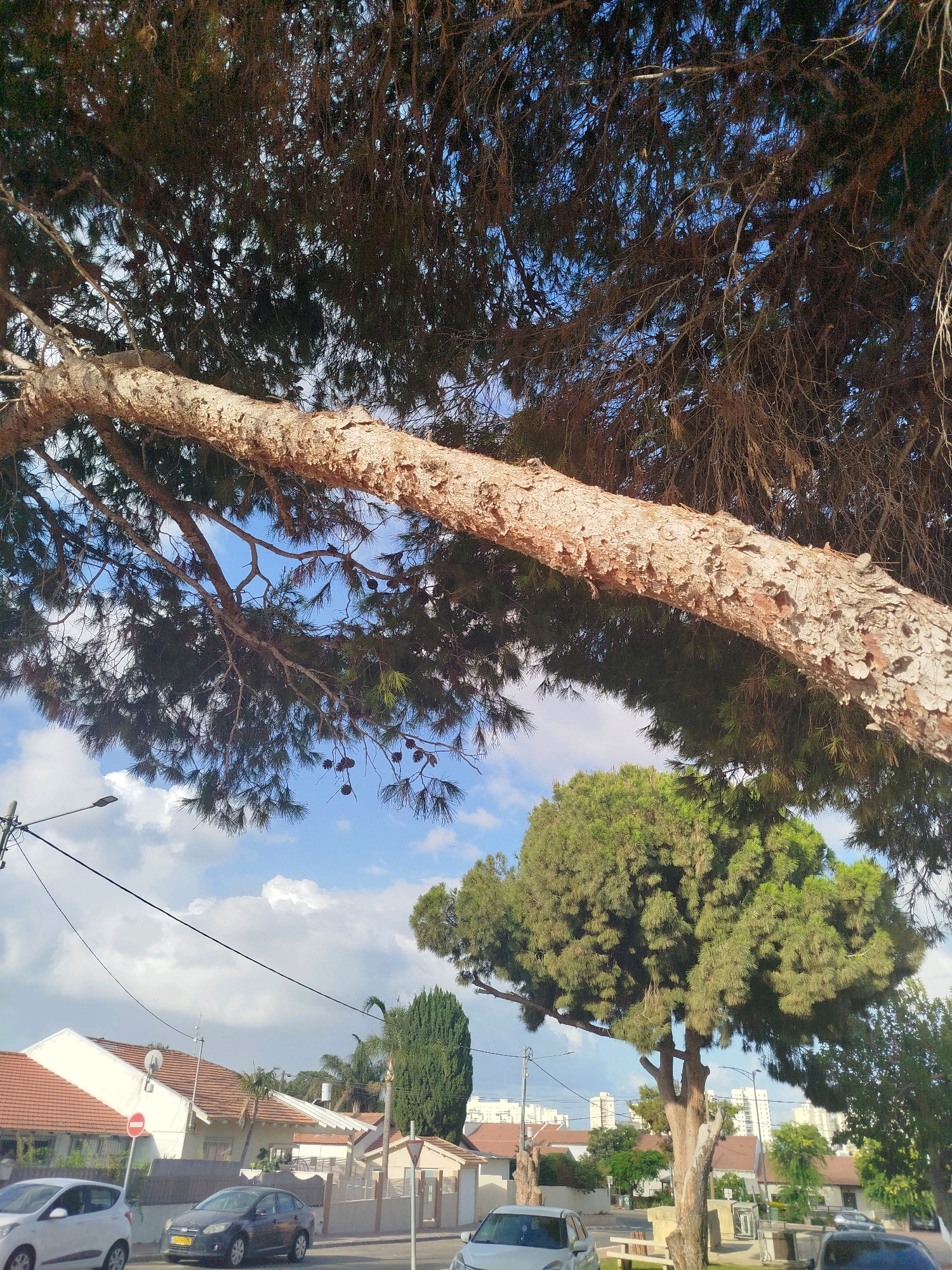 The image depicts a street scene in Ashkelon, Israel, dominated by a large tree branch that extends across the frame. The branch, thick and textured, is in the foreground, with its bark visible. Beneath this branch, a canopy of pine needles creates a dark, textured ceiling.
Beyond the tree, residential buildings with terracotta-tiled roofs are visible, suggesting a suburban or residential neighborhood. Several cars are parked on the street or driving by, including a white hatchback on the left and a dark sedan in the center. Utility poles and power lines are also present, indicating a developed urban area.
In the background, more buildings, some taller than the houses, can be seen, as well as other trees and lush greenery. The sky is blue with scattered white clouds, indicating pleasant weather. The overall impression is one of a sunny day in a tree-lined residential area.