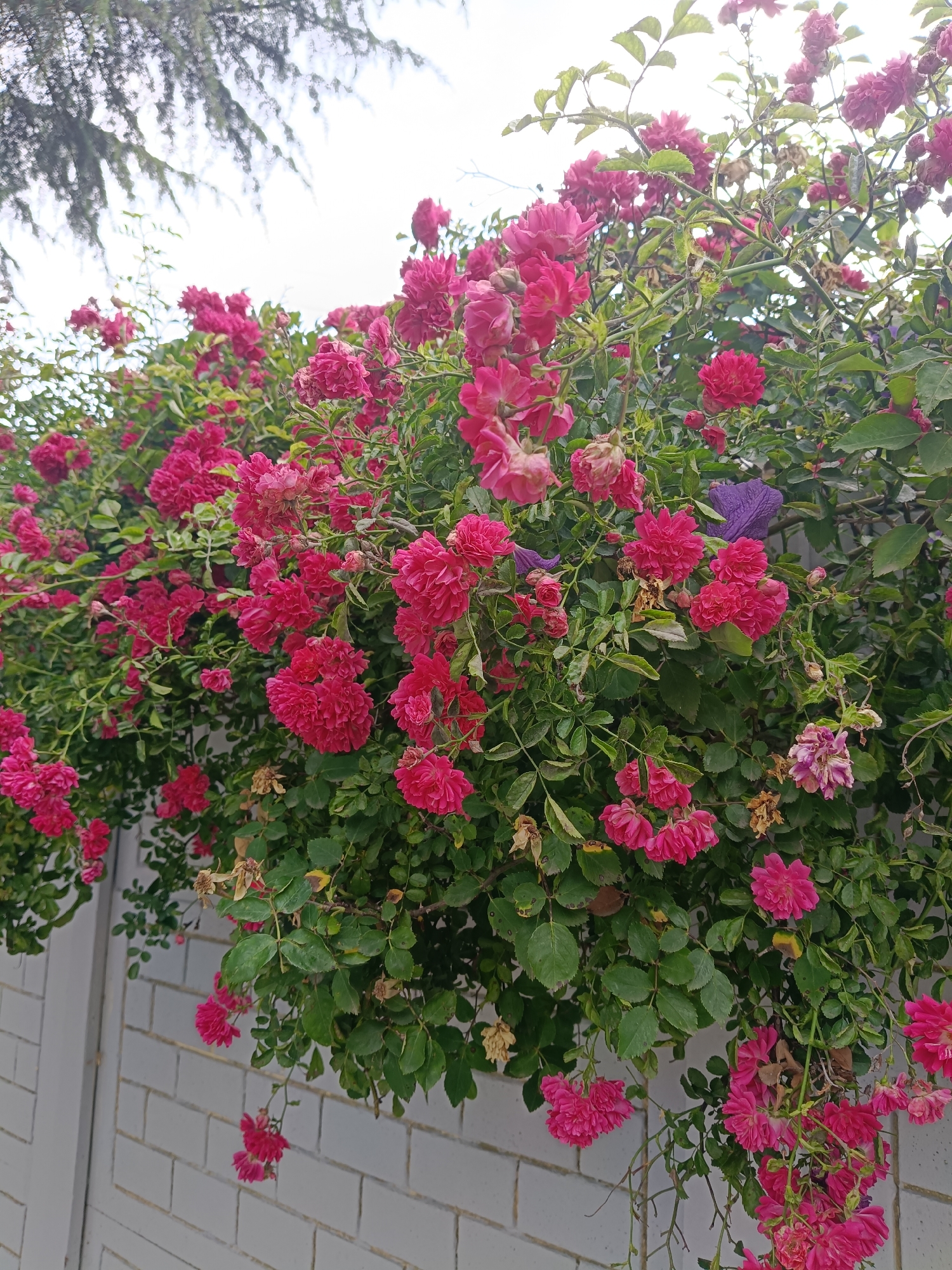 The image displays a lush bush of vibrant pink roses cascading over a white brick wall. The roses are dense and abundant, with many clusters of fully bloomed flowers and some buds still forming. The leaves are a healthy green, creating a striking contrast with the bright pink blossoms.
In the background, a white sky suggests it might be daytime, possibly overcast or bright. Some branches of a tree with sparse, dark green needles hang from the top left corner, hinting at a nearby larger tree. Two small clusters of purple flowers are visible amidst the roses, adding a subtle touch of color variation. A few dried and wilted rose petals are scattered among the fresh blooms, indicating the natural life cycle of the flowers.
The white brick wall provides a clean, geometric backdrop that accentuates the organic beauty of the rose bush. The texture of the bricks is visible, and the wall appears to be a low boundary, as the roses are overflowing it. The scene evokes a sense of natural beauty and a well-maintained garden. The location context of Sochi, Russia, suggests a temperate climate suitable for such vibrant floral growth. There is no visible text in the image.