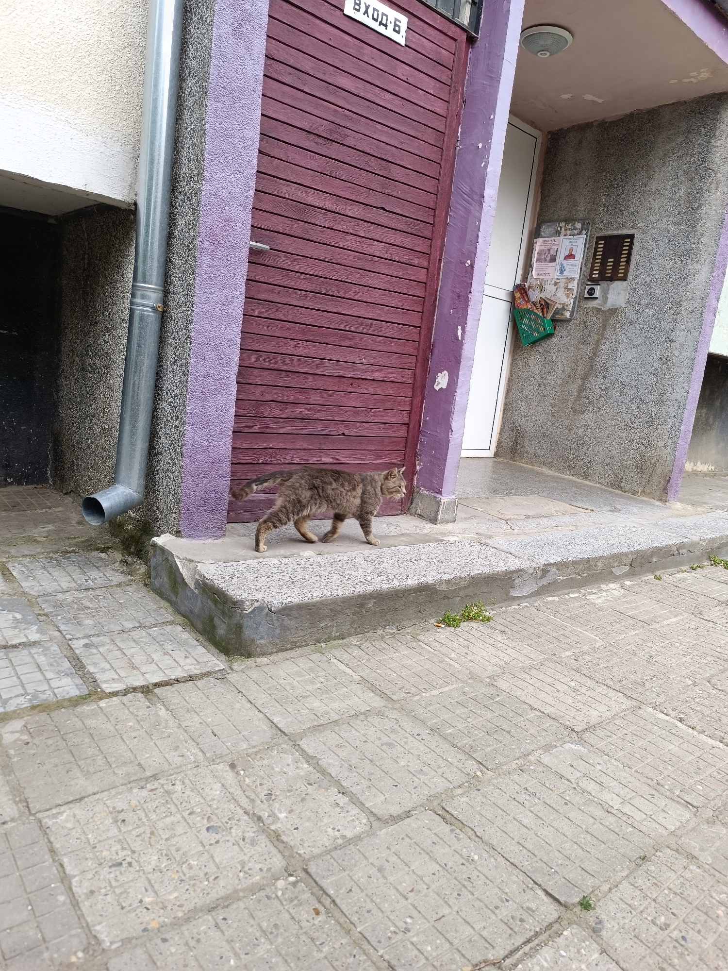 A street-level photograph captures a gray and brown tabby cat in mid-stride, walking from left to right across a concrete step. The cat is the central subject, positioned in the lower-middle of the frame. The setting is an exterior building entrance, characterized by a large, dark red wooden door or gate on the left, framed by textured purple stucco walls. A silver metal drainpipe descends vertically along the left wall.
To the right, behind the cat, a white door is visible, set back into a gray, textured wall. This wall features a modern doorbell or intercom panel, an older gridded mailbox slot, and several paper notices, some held in a small green plastic basket. A circular light fixture is mounted on the ceiling above this white door. The ground consists of gray square concrete pavers, with sparse green weeds growing in the cracks. The lighting suggests it is daytime, likely overcast, given the soft, diffused light and lack of harsh shadows. On the dark red wooden structure, Cyrillic text is visible, reading "ВХОД Б.", which translates to "Entrance B." The scene depicts a mundane moment in an urban or residential area, consistent with the provided location context of Pleven, Bulgaria.