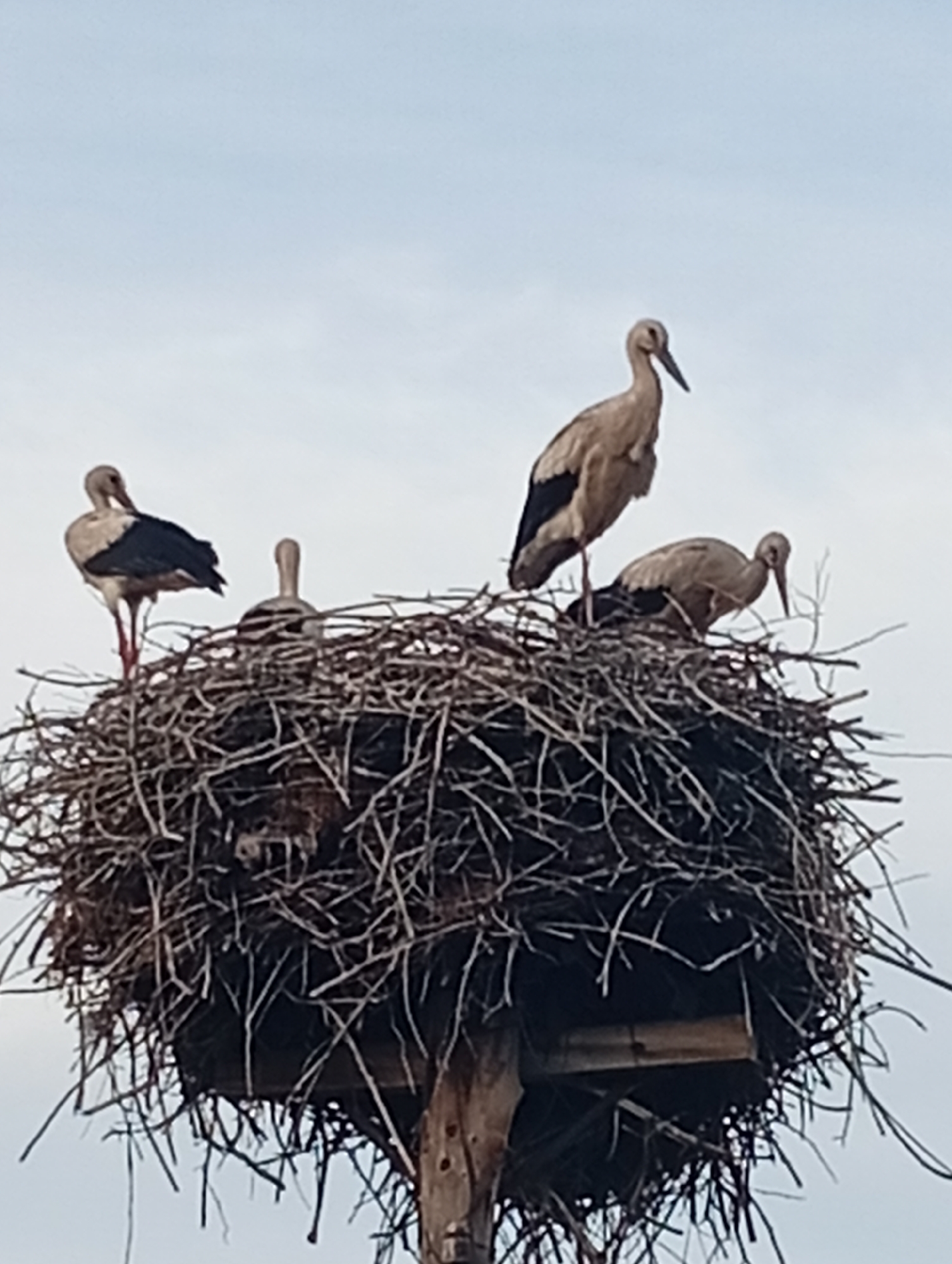 Four storks are perched in a large nest constructed from branches. The nest is situated atop a wooden pole. The sky behind the storks is overcast and pale blue. The storks are light brown and white with black wing tips. One stork stands tall with its head bowed, another stands with its head turned to the side, and two others are partially obscured by the nest's structure. The nest is messy and appears to be made of twigs and other natural materials. The overall scene suggests a natural habitat for these birds.
