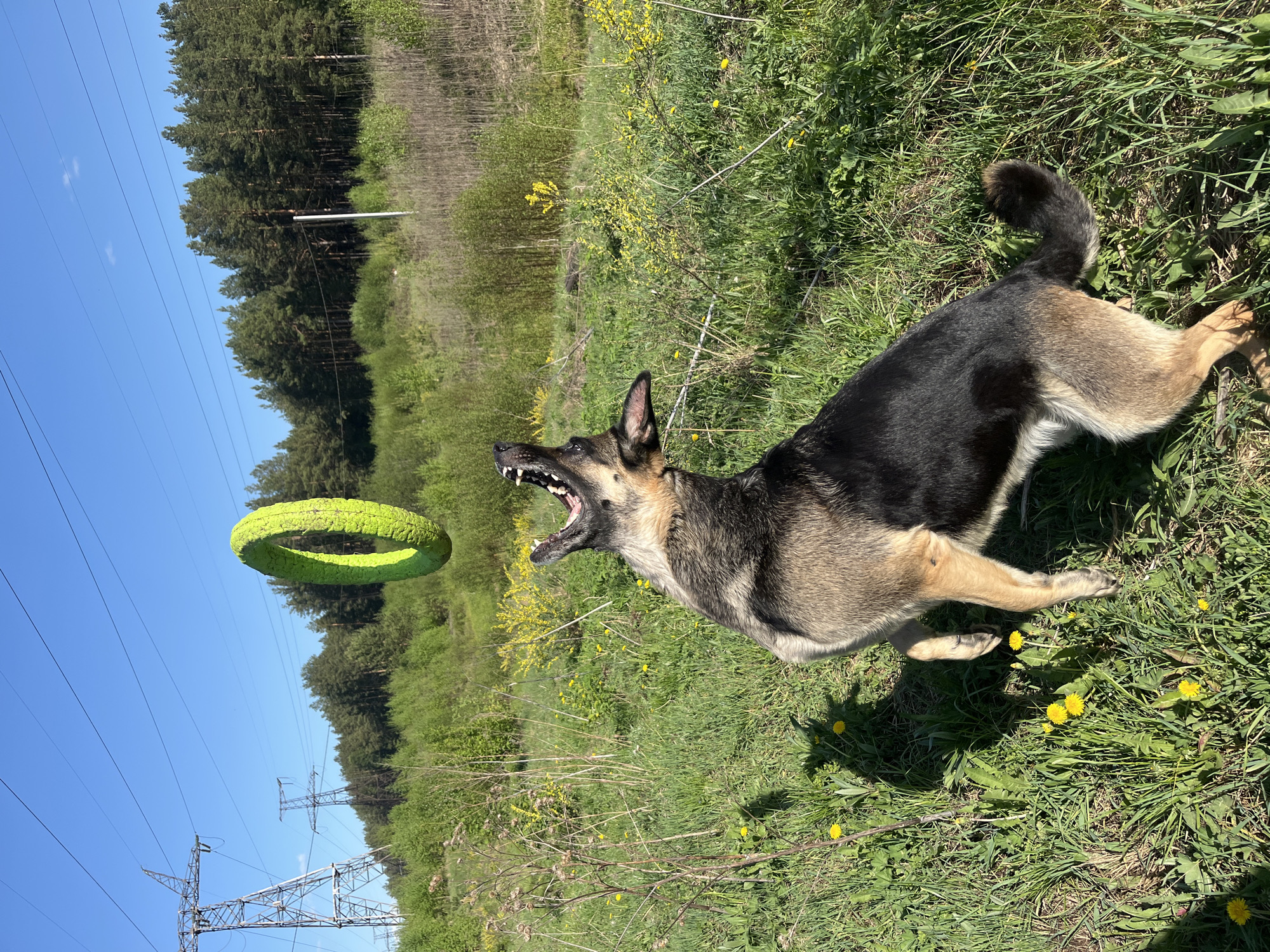 A medium shot captures a German Shepherd dog lunging for a green circular toy. The dog is in mid-air, mouth open with teeth visible. The dog has black fur on its back and tan fur on its legs and face. The toy is suspended in the air, partially obscuring the background. The background is a grassy field with yellow flowers, bushes, and trees. Power lines and power poles are in the far left background with a blue sky above. This location is near Nizhny Tagil, Russia.