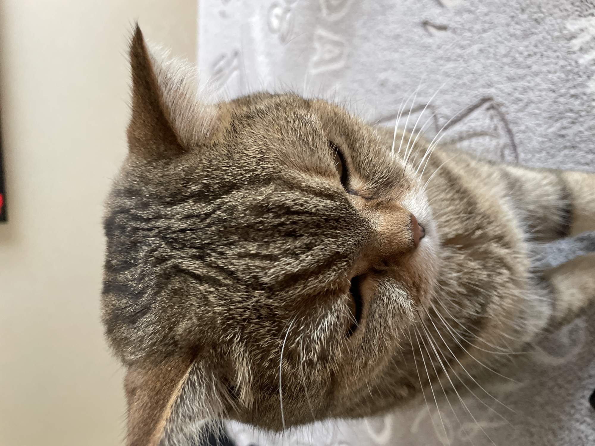 A close-up, angled shot features the head and a portion of the body of a domestic tabby cat. The cat, with its distinctive brown and grey striped fur, is depicted with its eyes partially closed, suggesting a state of relaxation or sleepiness. Its pointed ears stand upright, with one ear clearly visible towards the top left of the frame. Long, white whiskers extend outwards from its snout, and a small, pinkish-brown nose is visible.
The cat's fur displays a clear tabby pattern with various shades of brown, grey, and cream. The background behind the cat's head is a plain, light-colored surface, possibly a wall. To the right and below the cat's head, there is a soft, light grey fabric, possibly a blanket or cushion, which features subtle, embossed or woven patterns that resemble stylized letters or symbols, although no specific text is fully discernible. The overall impression is one of a serene and comfortable domestic animal. The image is cropped tightly around the cat, making it the central and dominant subject.