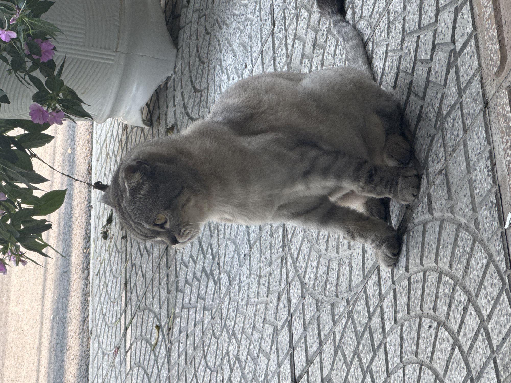 A grey cat rests on a tiled surface next to a white planter with purple flowers. The location is Đà Nẵng, Vietnam.