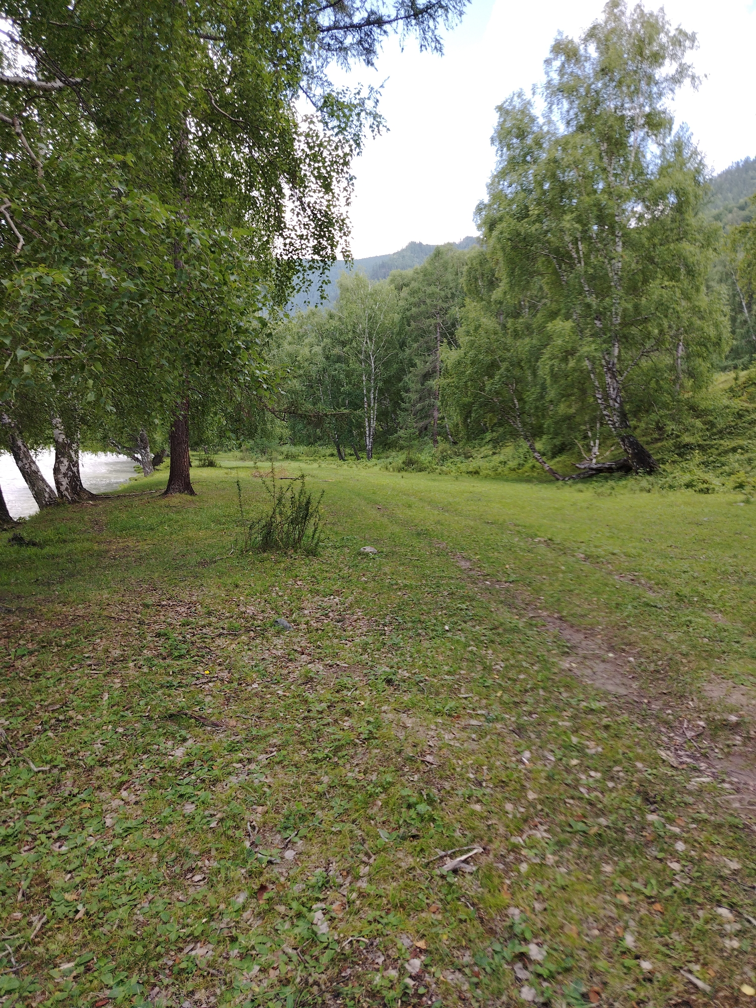 The image depicts a natural landscape scene with lush green trees and grass. In the foreground, a dirt path winds through the grassy area, which is also scattered with fallen leaves and a few small rocks. Several birch trees, characterized by their white bark, are prominent on the left side of the frame, some leaning over a body of water that is visible but not clearly defined. The background consists of a dense forest that stretches up a gentle slope, leading to a hazy mountain range under a bright, overcast sky. The overall impression is that of a serene, wooded area. The image is taken in the city of Iodro, Russia.