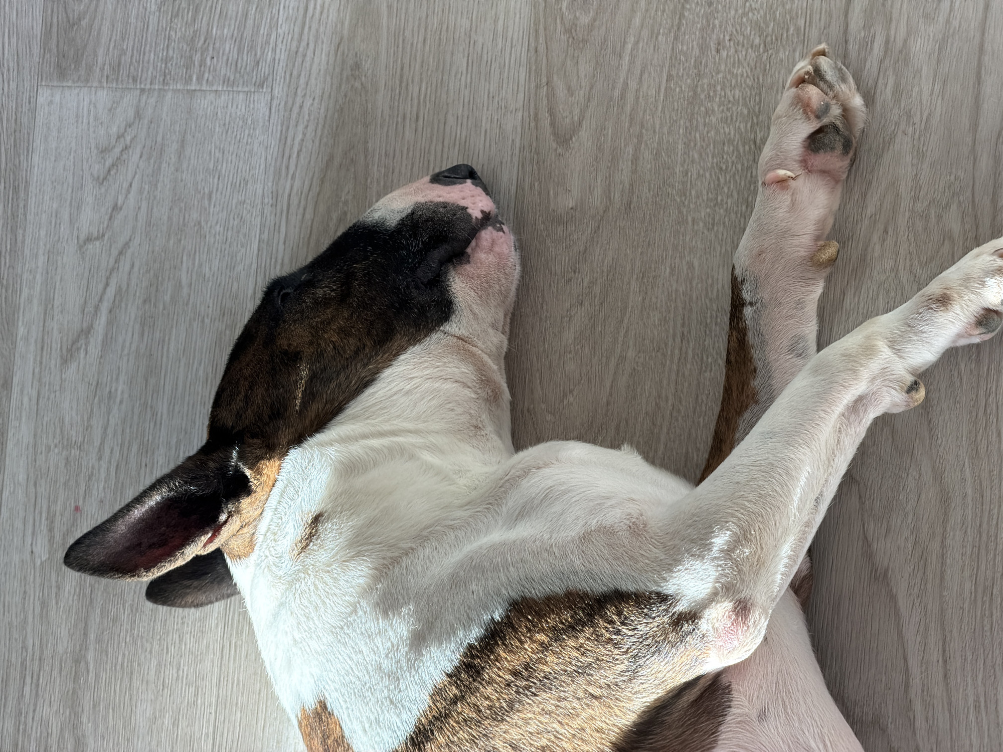 A brindle and white Bull Terrier is lying on its side on a light-colored wooden floor, appearing to be asleep or resting. The dog's head is turned to the right, with its eyes closed and its nose resting on the floor. Sunlight is casting a shadow across the dog's body. The dog's fur is short and appears clean. The floorboards are visible and show a wood grain pattern. The scene is indoors, likely in a residential setting in Chaikovsky, Russia.