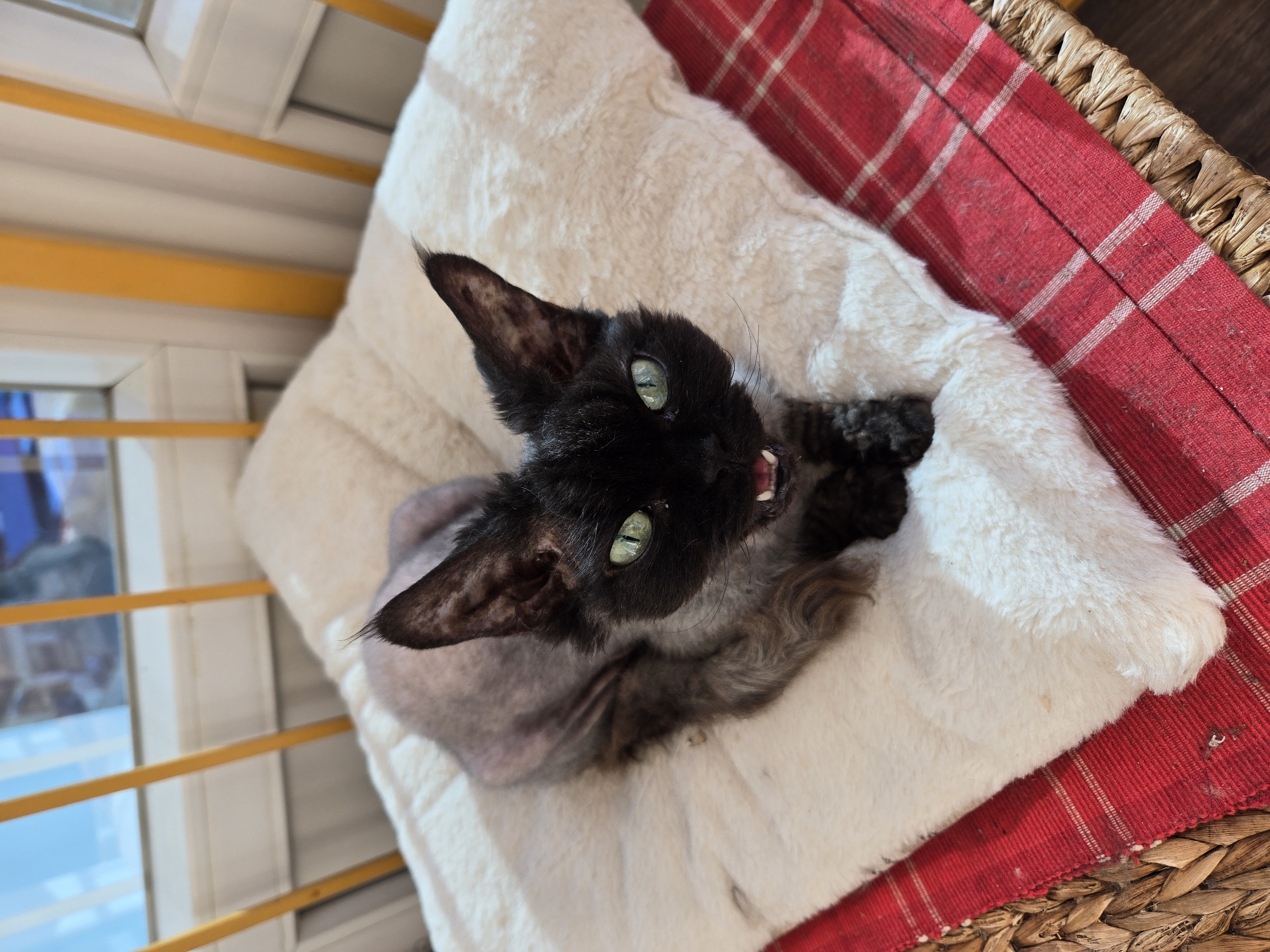 A black cat with green eyes and sparse, curly fur is lying on a plush white cushion. The cushion is placed on a red and white plaid fabric, which in turn sits on a wicker basket. The cat is angled towards the camera, with its mouth slightly open, revealing its teeth. Its fur appears to be patchy, with some areas of skin visible, particularly on its back and legs. The cat's ears are large and pointed, and its eyes are wide open and appear to be a bright green. The background shows a window with yellow bars. The overall scene suggests a domestic setting, likely indoors. There is no visible text in the image. The lighting suggests it is daytime.