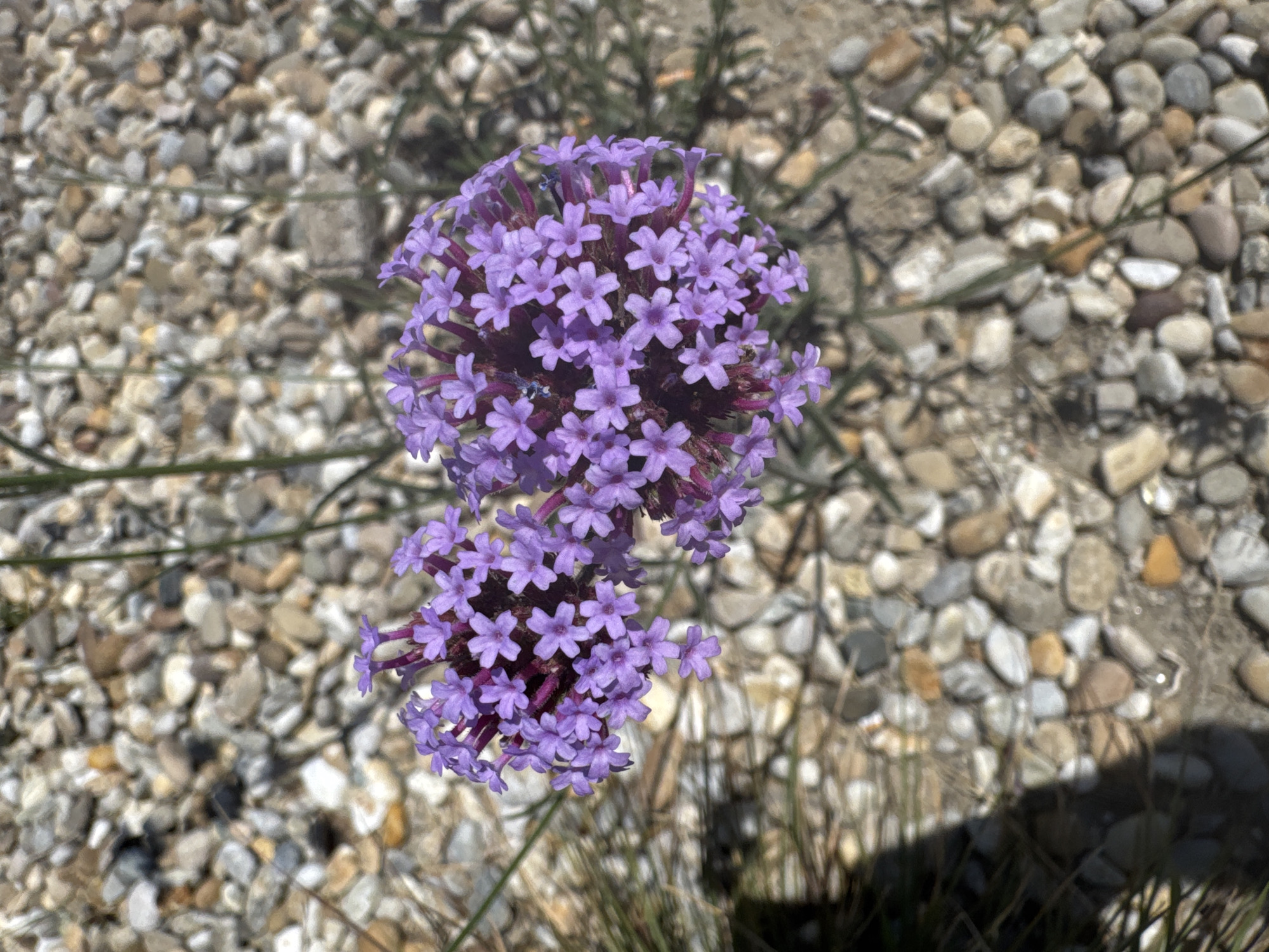 A close-up, eye-level, vertical shot shows two clusters of small, vibrant purple flowers in sharp focus. The flowers are arranged in dense, spherical heads on thin, dark stems. The petals are delicate and star-shaped, with each individual flower measuring only a few millimeters across. Surrounding the flowers, the ground is covered in a bed of small, smooth, multi-colored pebbles, ranging in shades of gray, tan, and white. Thin, dry green grass blades are visible to the left and right of the flowers, casting faint shadows on the pebbled ground. The lighting suggests a bright, sunny day. No people or man-made objects are present in the frame, and the scene appears to be an outdoor garden or landscaping element. There is no visible indication of the specific location being in Bratislava, Slovakia.