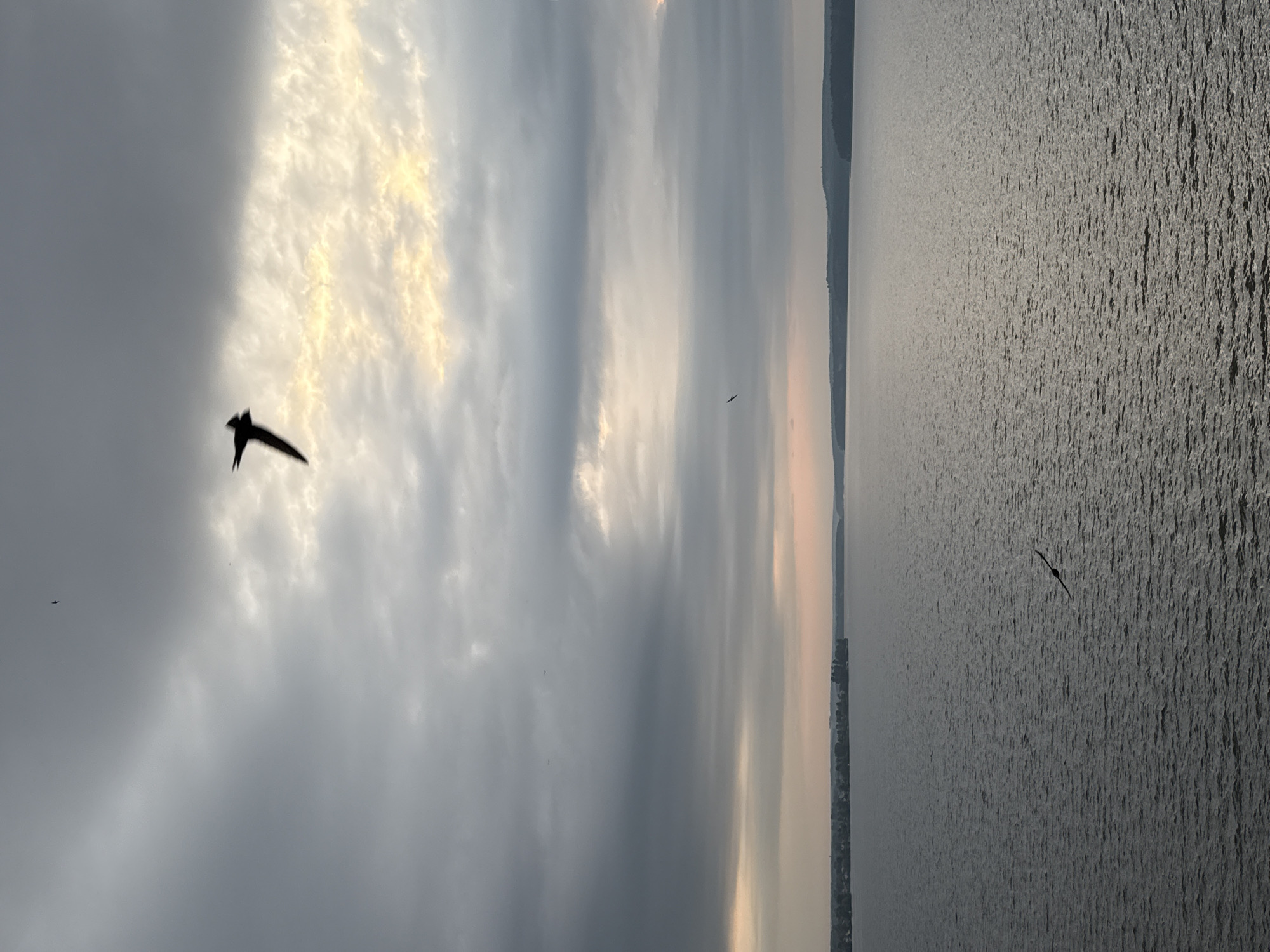 This media file captures a serene natural scene, likely near Votkinsk, Russia. The primary subjects are the sky and a body of water, with a few birds in flight. The sky is filled with dramatic clouds, illuminated by the soft, diffused light of either sunrise or sunset, creating a striking contrast between dark, stormy-looking clouds and patches of bright, golden light. This suggests the time of day is either early morning or late evening.
The body of water, likely a lake or a wide river, occupies the right half of the frame and is textured with ripples, reflecting the muted light from the sky. The water appears calm, with a slightly rough surface. In the distance, a faint outline of land is visible, suggesting a shoreline or distant hills, adding depth to the landscape.
Two birds are visible in the image, appearing as dark silhouettes against the sky and water. One bird is larger and closer to the viewer, positioned in the left half of the frame, soaring against a backdrop of clouds. Another, smaller bird is seen further away, over the water. Their presence adds a sense of life and movement to the tranquil setting.
The overall mood of the image is peaceful and contemplative, evoking a sense of natural beauty and the vastness of the sky and water. The weather appears to be transitioning, with a mix of cloudy and clear, illuminated sections in the sky. No text is visible in the media file.