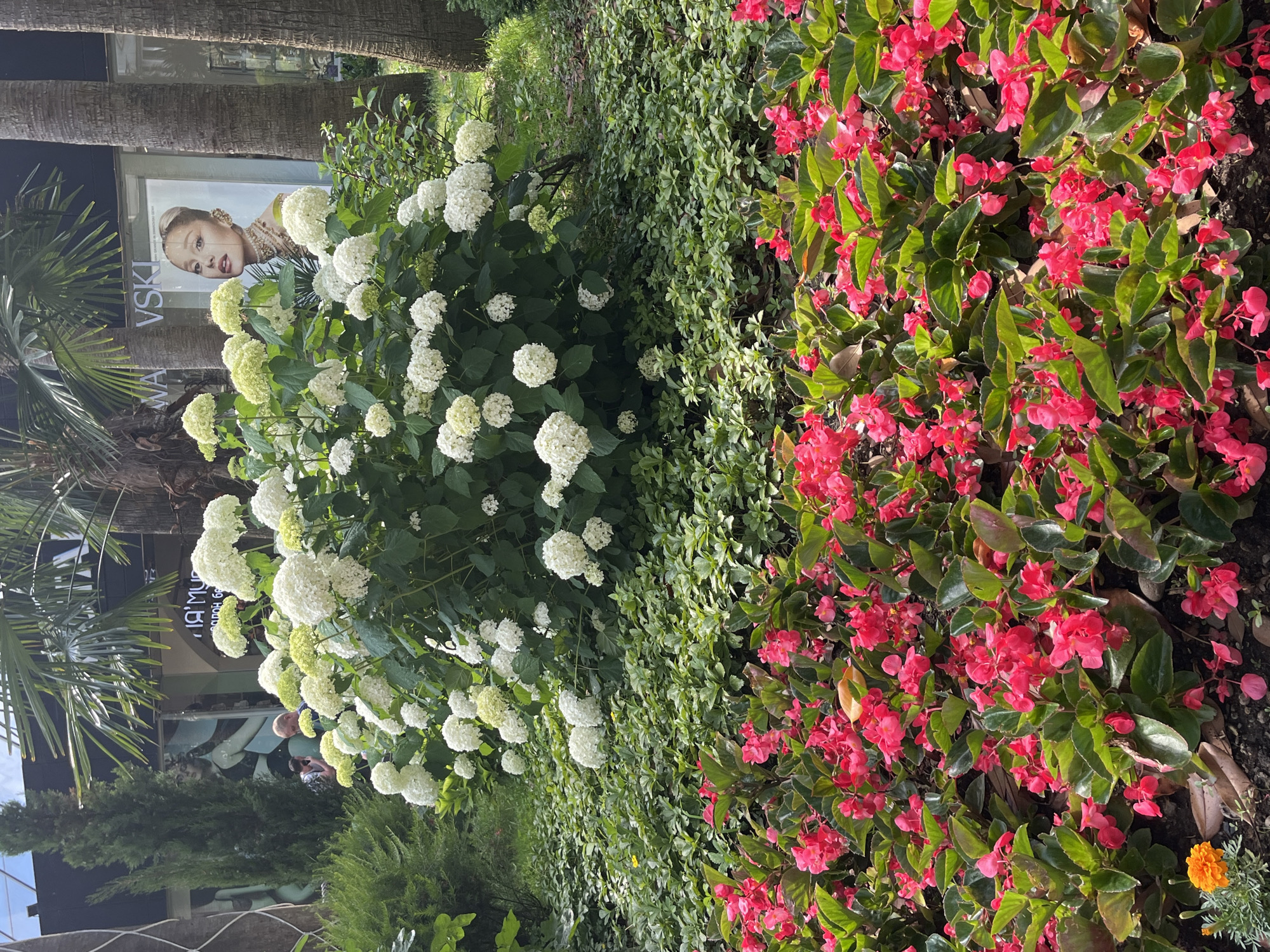 The image captures a vibrant garden scene in Sochi, Russia, likely during daylight hours. In the foreground, a dense bed of bright pink begonia flowers stretches across the frame, interspersed with lush green leaves. A single orange marigold stands out to the left. Behind the begonias, a large, full bush of white hydrangeas dominates the mid-ground, its round blooms contrasting with the smaller, more delicate begonia petals.
In the background, palm trees and a cypress tree provide a tropical and Mediterranean feel, consistent with Sochi's climate. A building with a large poster featuring a woman is visible behind the hydrangeas, partially obscured by the foliage. Text on the poster includes "VSKI". The presence of a man in the middle ground, seemingly interacting with his phone, adds a human element to the scene. The overall impression is one of a well-maintained public garden or park.