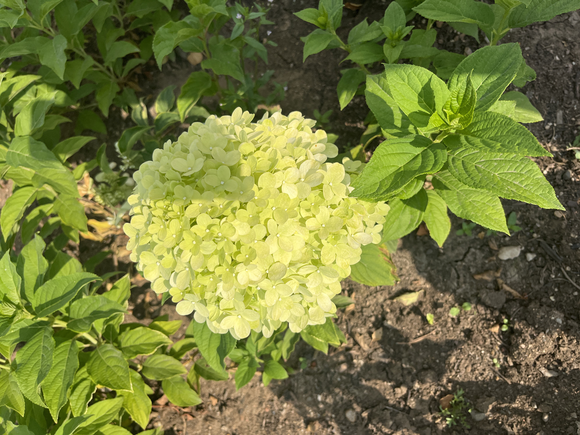 A close-up, top-down view captures a spherical cluster of pale green hydrangeas in full bloom, set against a backdrop of dark, dry soil and vibrant green foliage. The hydrangeas are densely packed with individual florets, each with four delicate petals. Sunlight casts shadows across the textured soil, highlighting small green sprouts and scattered debris. The surrounding leaves are broad and ovate, with visible veins and a slightly glossy surface. The overall scene suggests a well-maintained garden environment. The image does not contain any people or provide any information about its specific location in Astana, Kazakhstan.