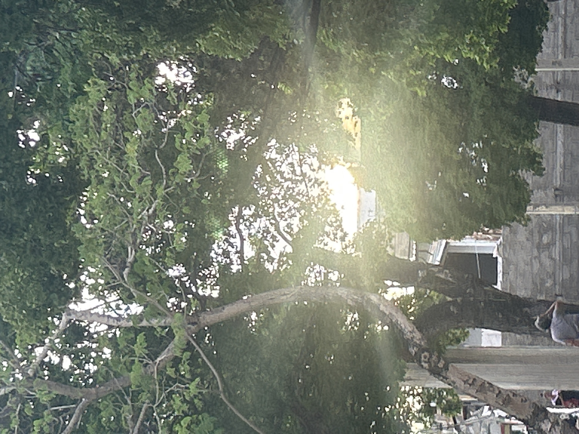 The image shows a street scene in Santa Ana, Venezuela, dominated by large, leafy trees. Sunlight streams through the foliage, creating bright spots and a hazy, atmospheric effect. In the foreground, a person wearing a gray t-shirt is standing with their back to the camera, looking upwards and touching their neck or head. To the left, another person is partially visible, wearing a dark top and a patterned skirt or dress. Behind them, a building with a stone facade and a window can be seen. The overall impression is of a warm, possibly humid, day in a tropical or sub-tropical urban environment.